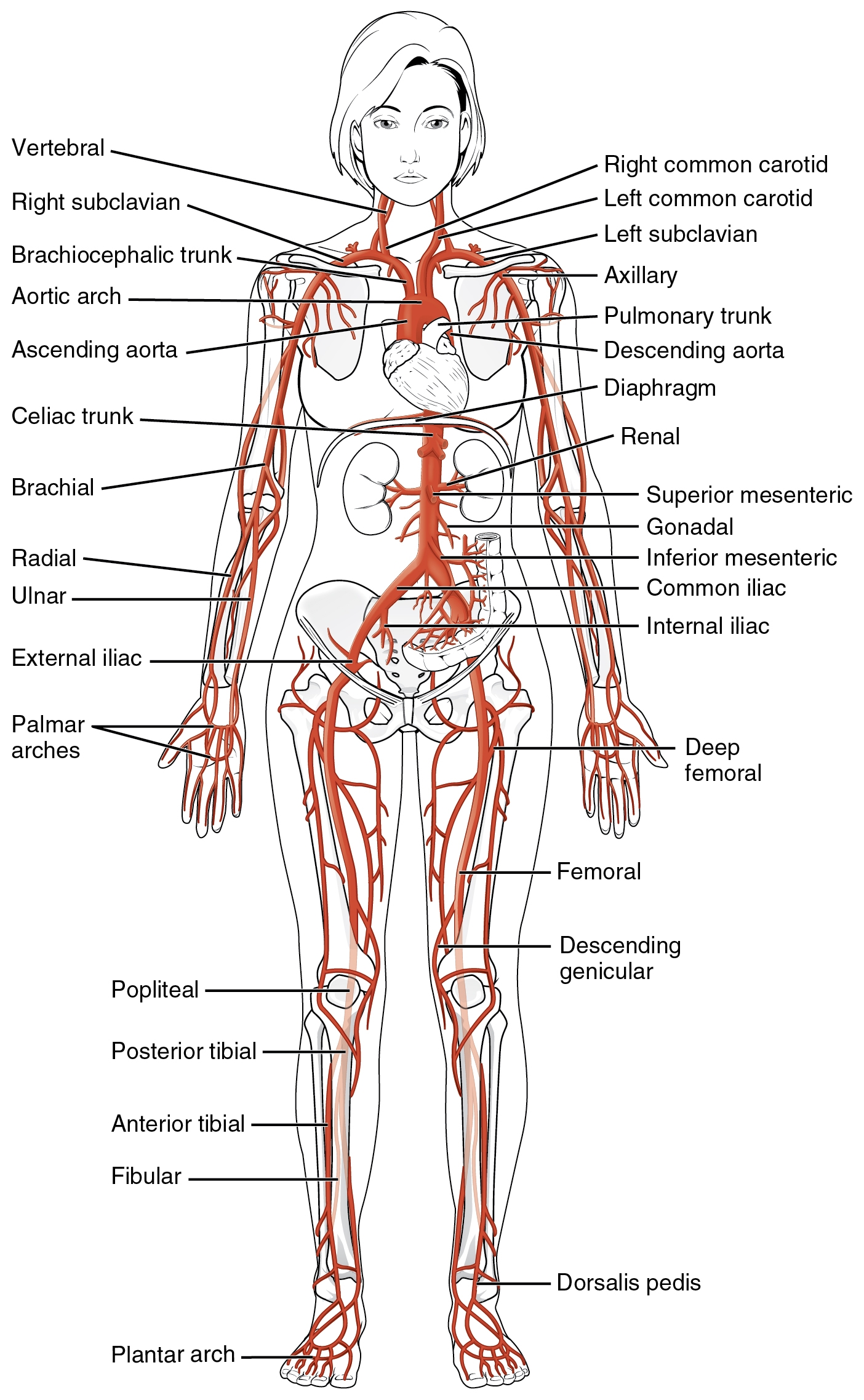 20 5 circulatory pathways anatomy and physiology