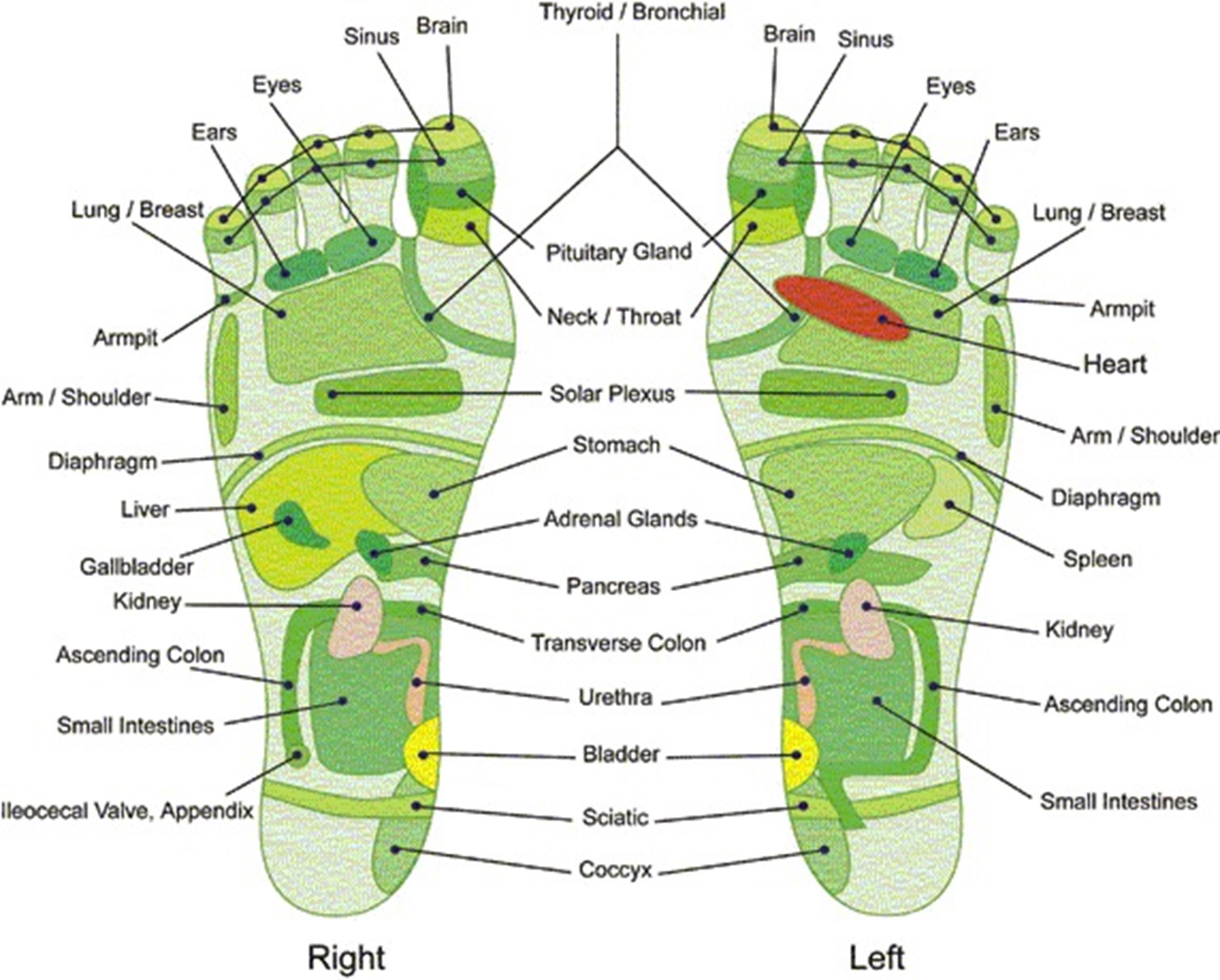 Blank Top Of Foot Printable