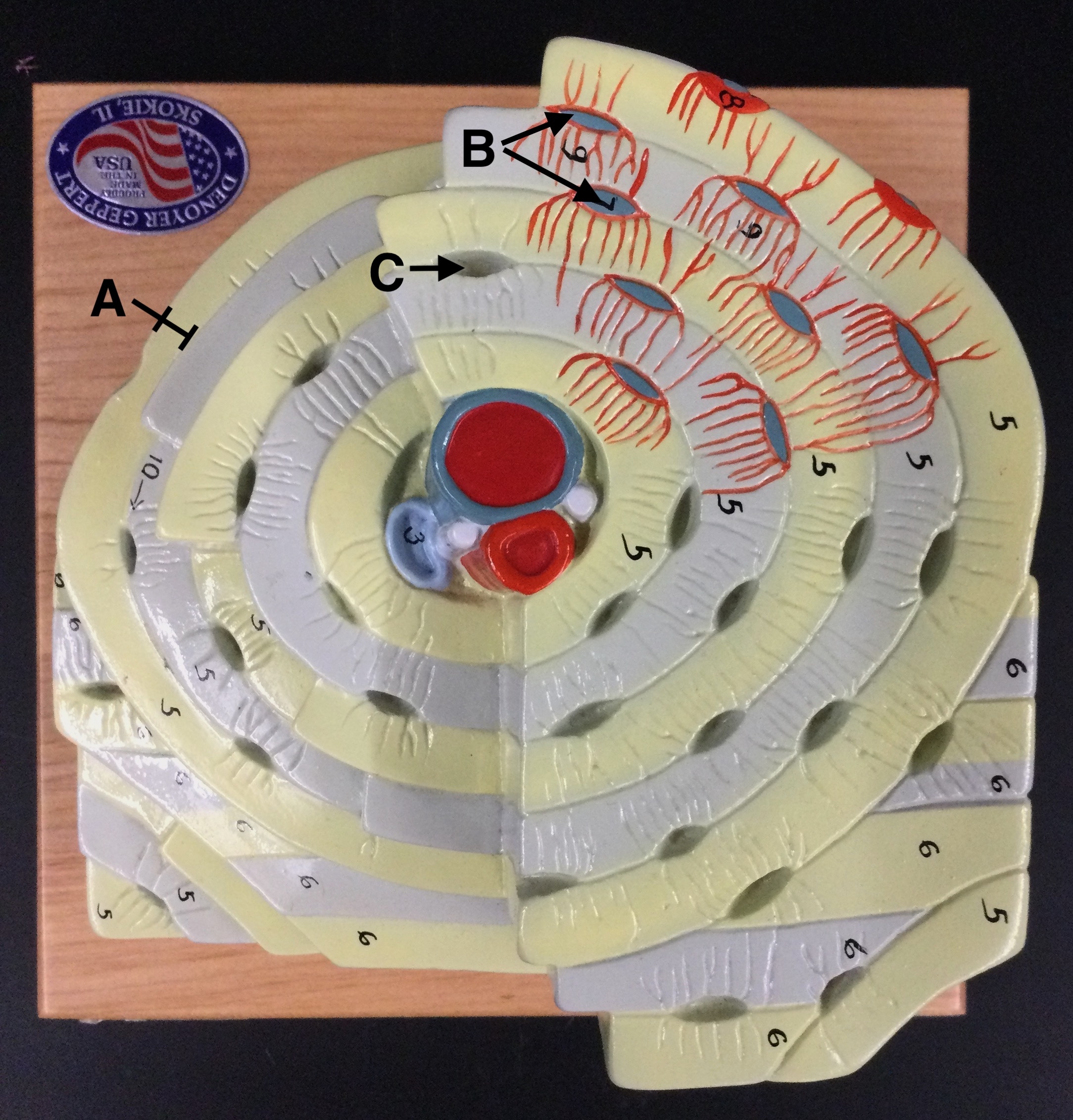 5 9 Practice Practical Bone Tissue And Bone Structure 