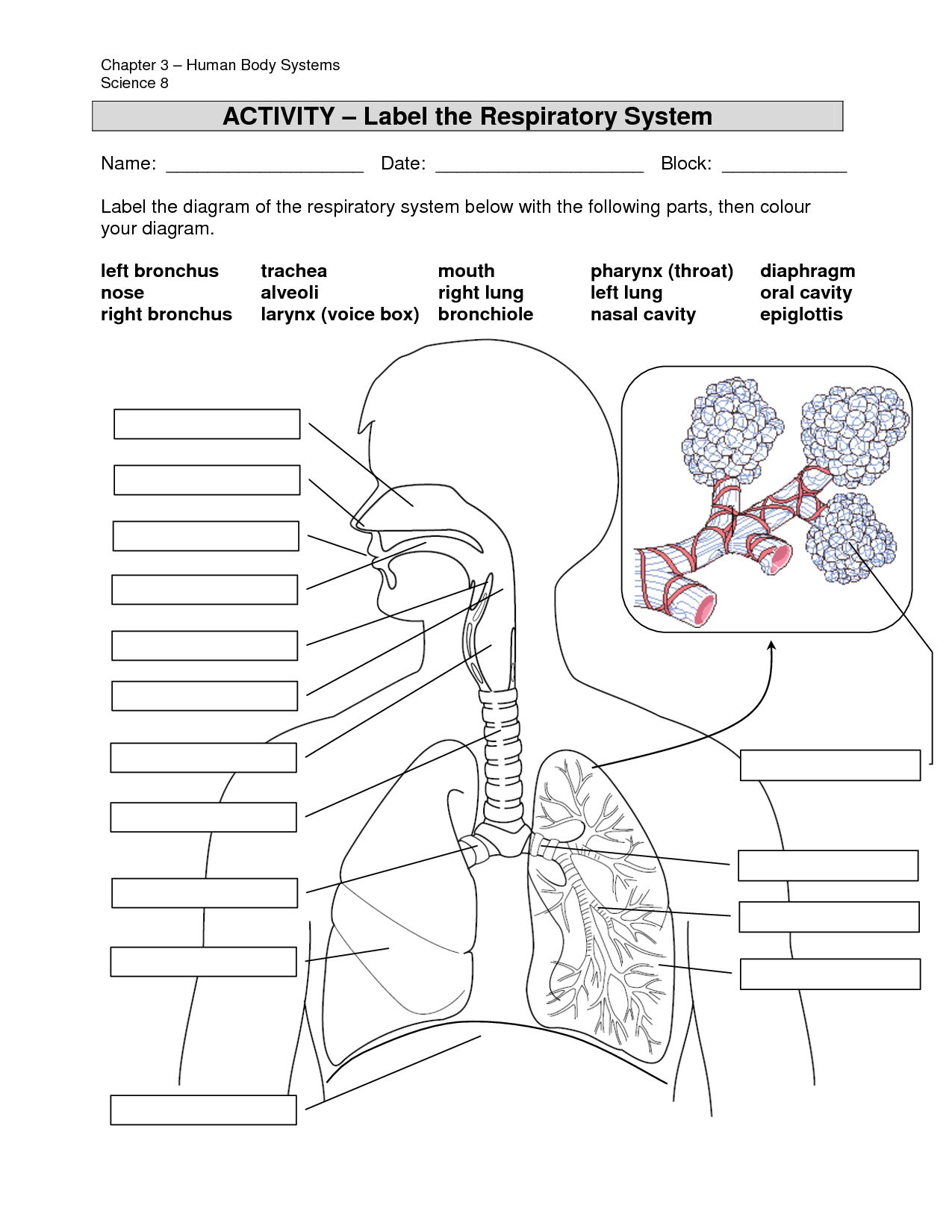 8 CNA Ideas Respiratory System Body Systems Respiratory