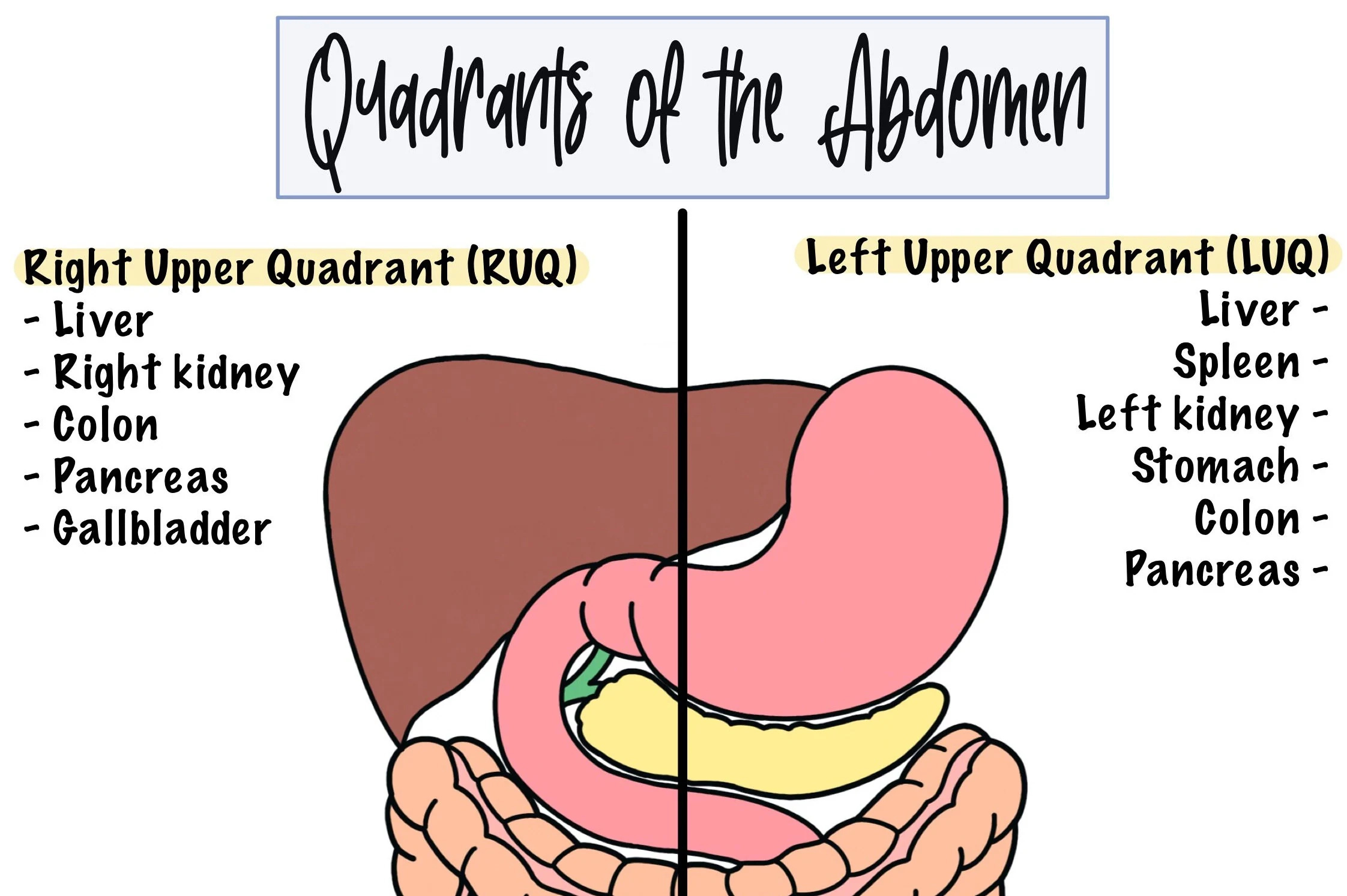 Abdominopelvic Quadrants Blank Printable
