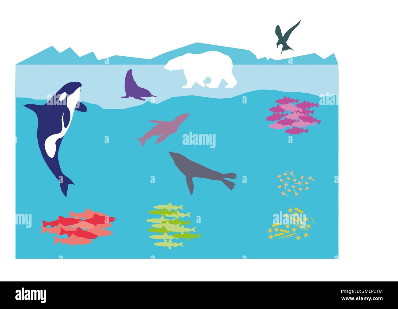 Animal Food Web Diagram Cut Out Stock Images amp Pictures Alamy