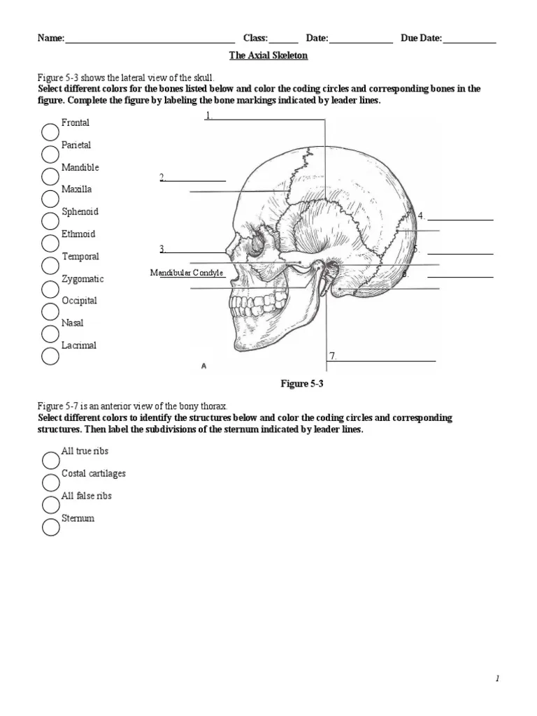 Axial Skeleton Labeling PDF Vertebral Column Vertebra