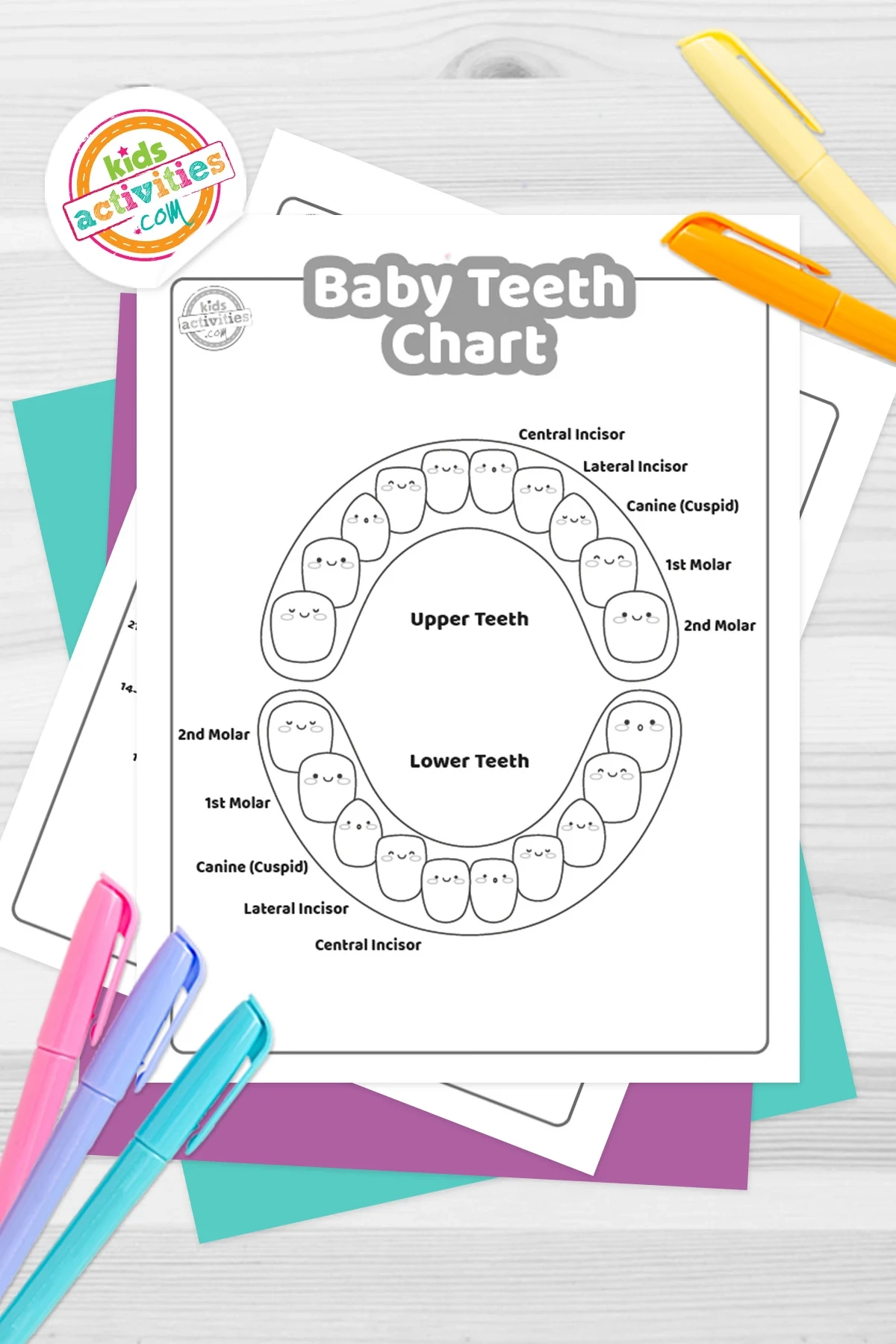 Teeth Diagrams Printable Blank