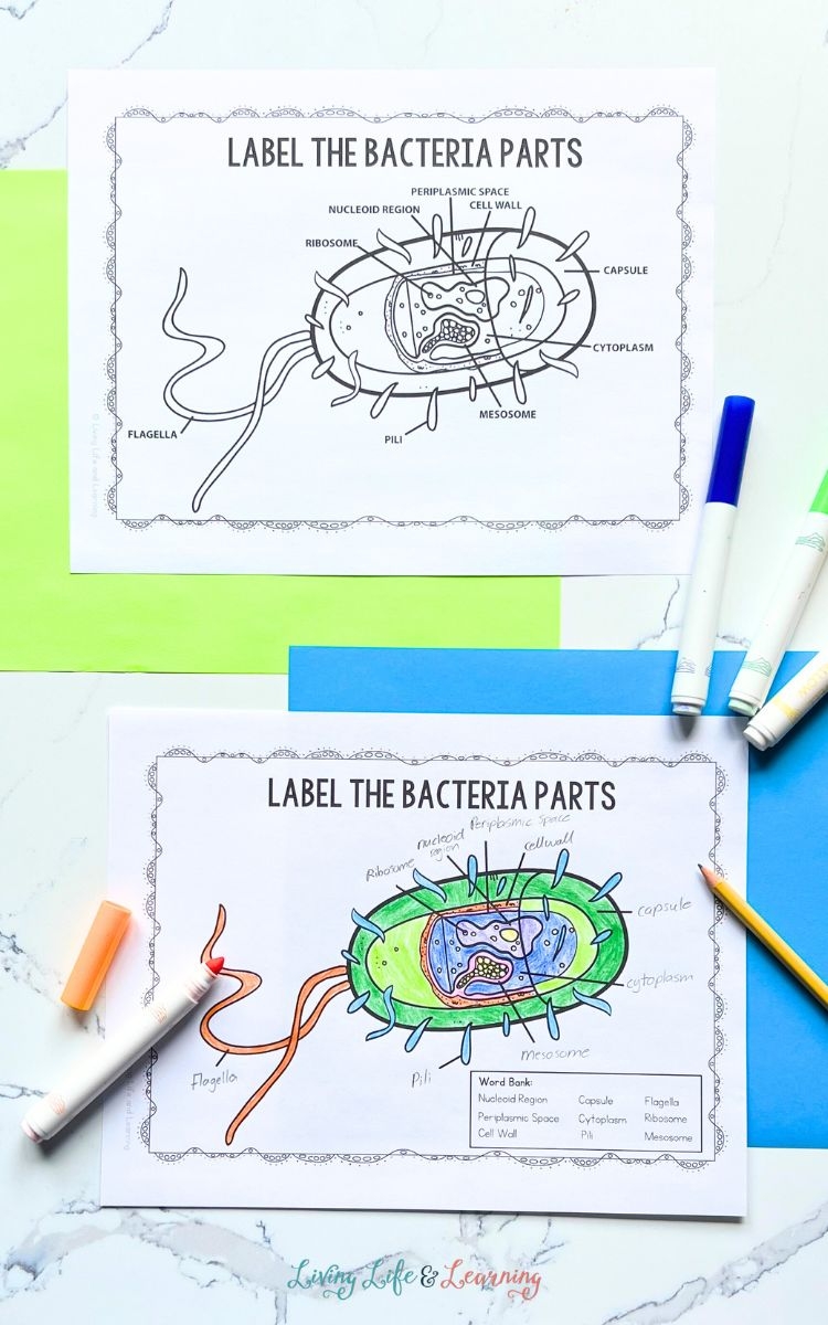 Bacteria Worksheets Engaging Activities For Kids