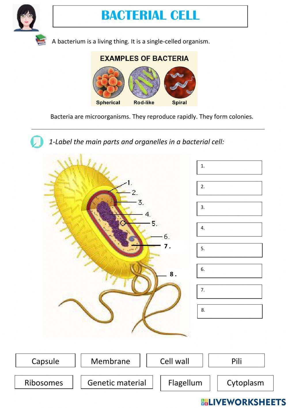Bacterial Cell Worksheet Live Worksheets Worksheets Library