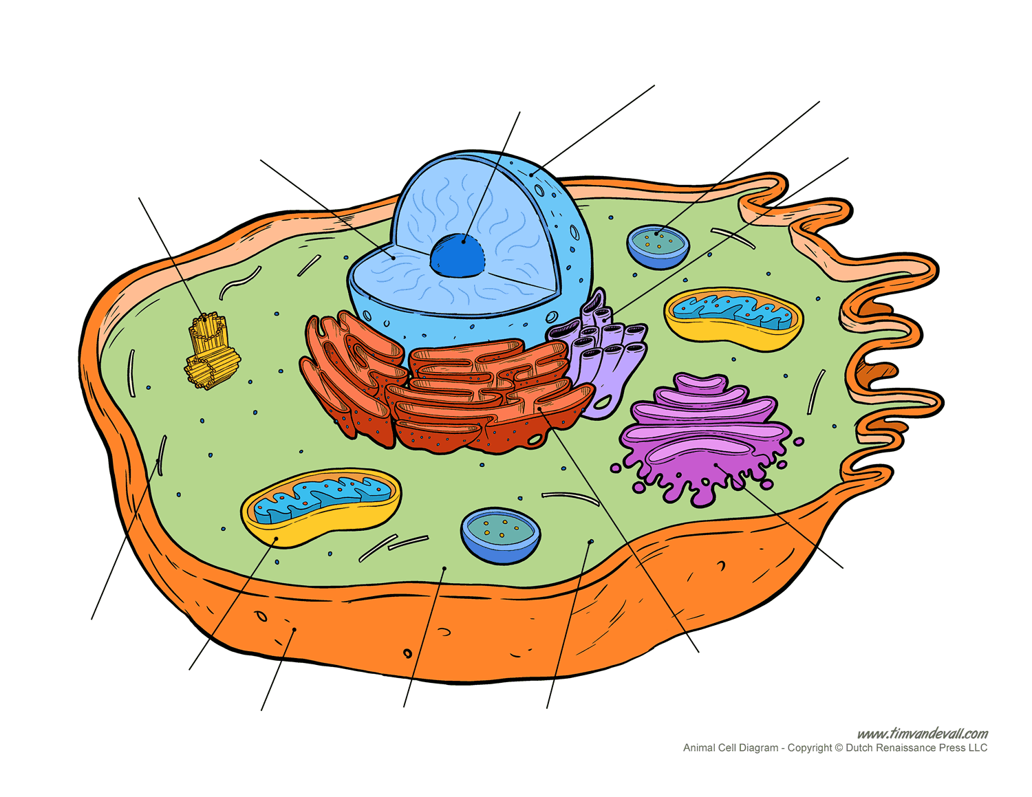 Blank Cell Diagram Printable