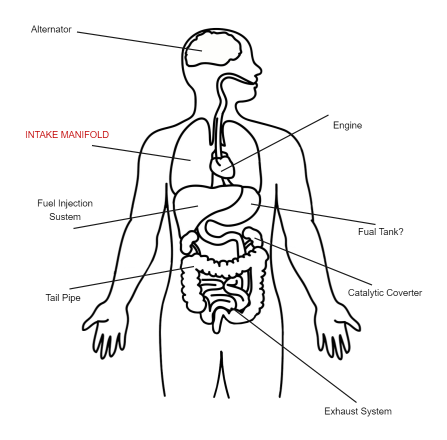 Blank Human Body Printable