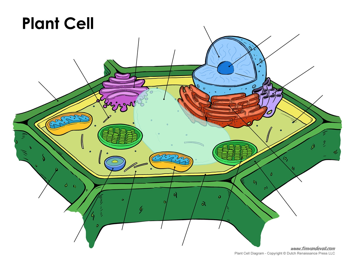 Blank plant cell diagram Tim s Printables