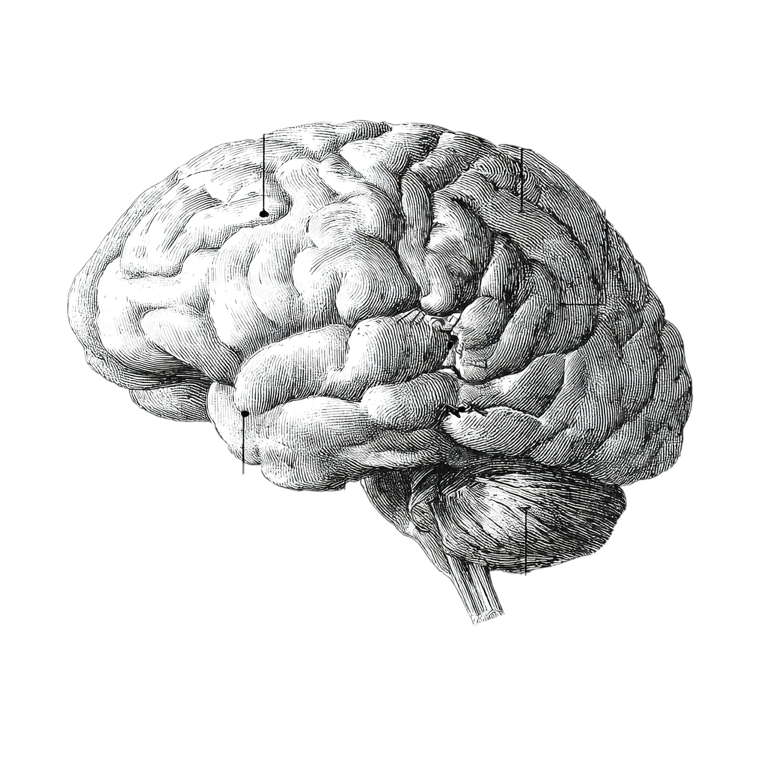 Unlabeled Printable Blank Brain Diagram