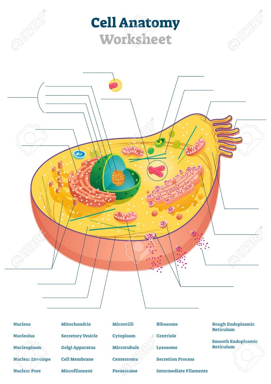 Cell Anatomy Worksheet Vector Illustration Educational Task 