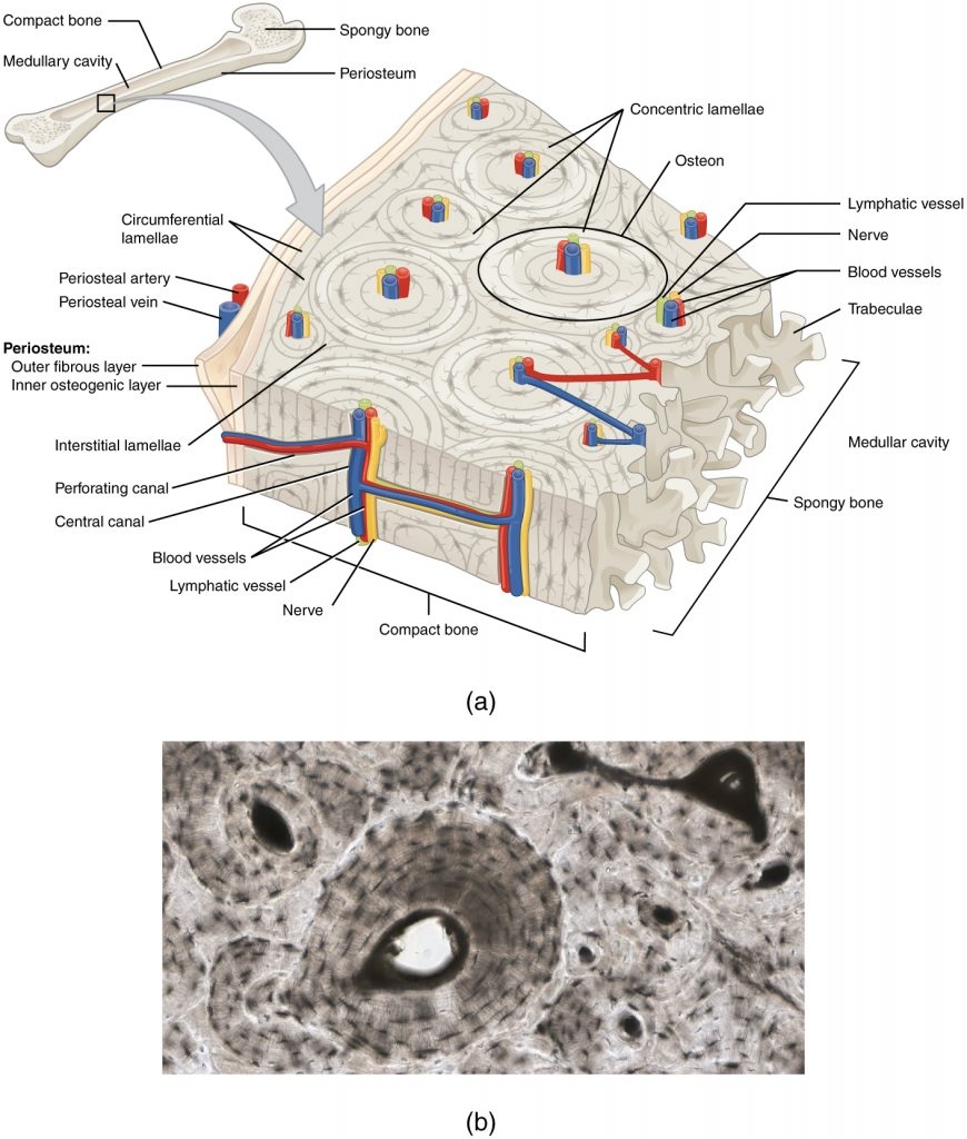 Chapter 6 Bone Tissue And The Skeletal System Anatomy And 