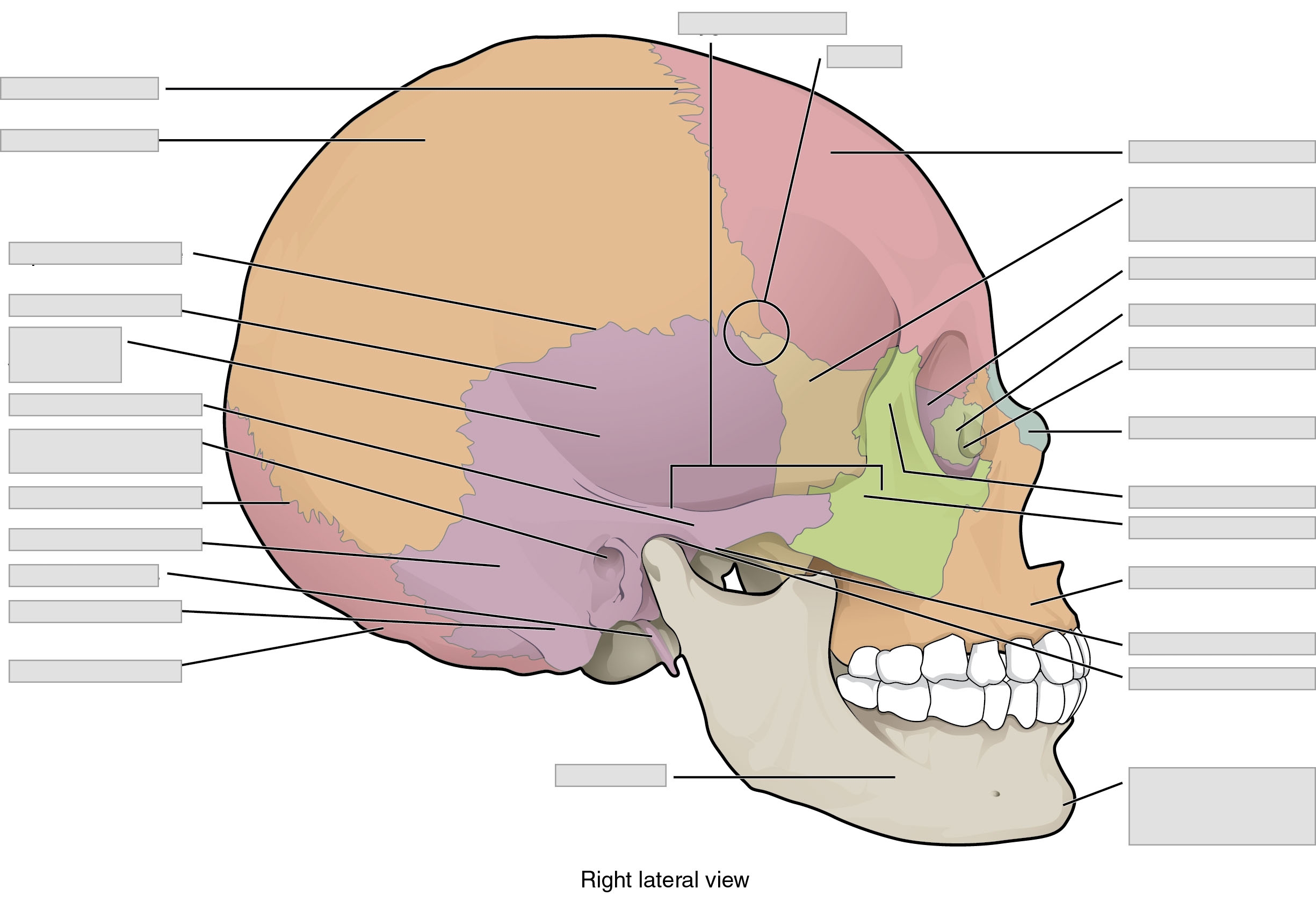 Axial Skeleton Blank Worksheet Printable