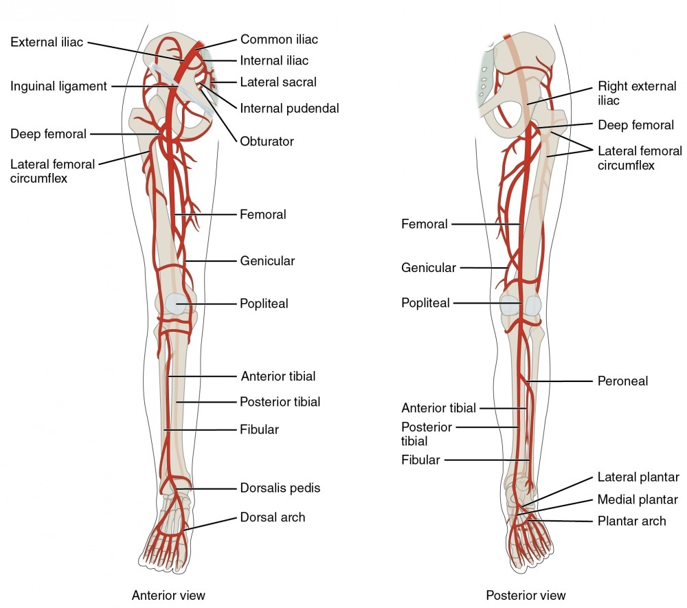 Artery Map Blank Printable