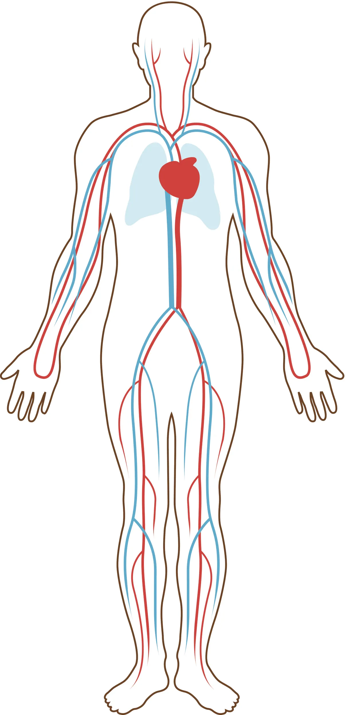 Circulatory System Diagram Blank Printable