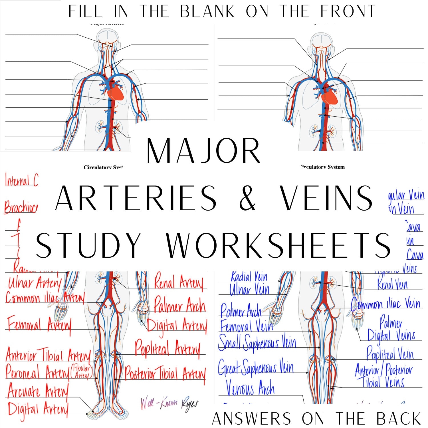 circulatory system major arteries amp major veins digital
