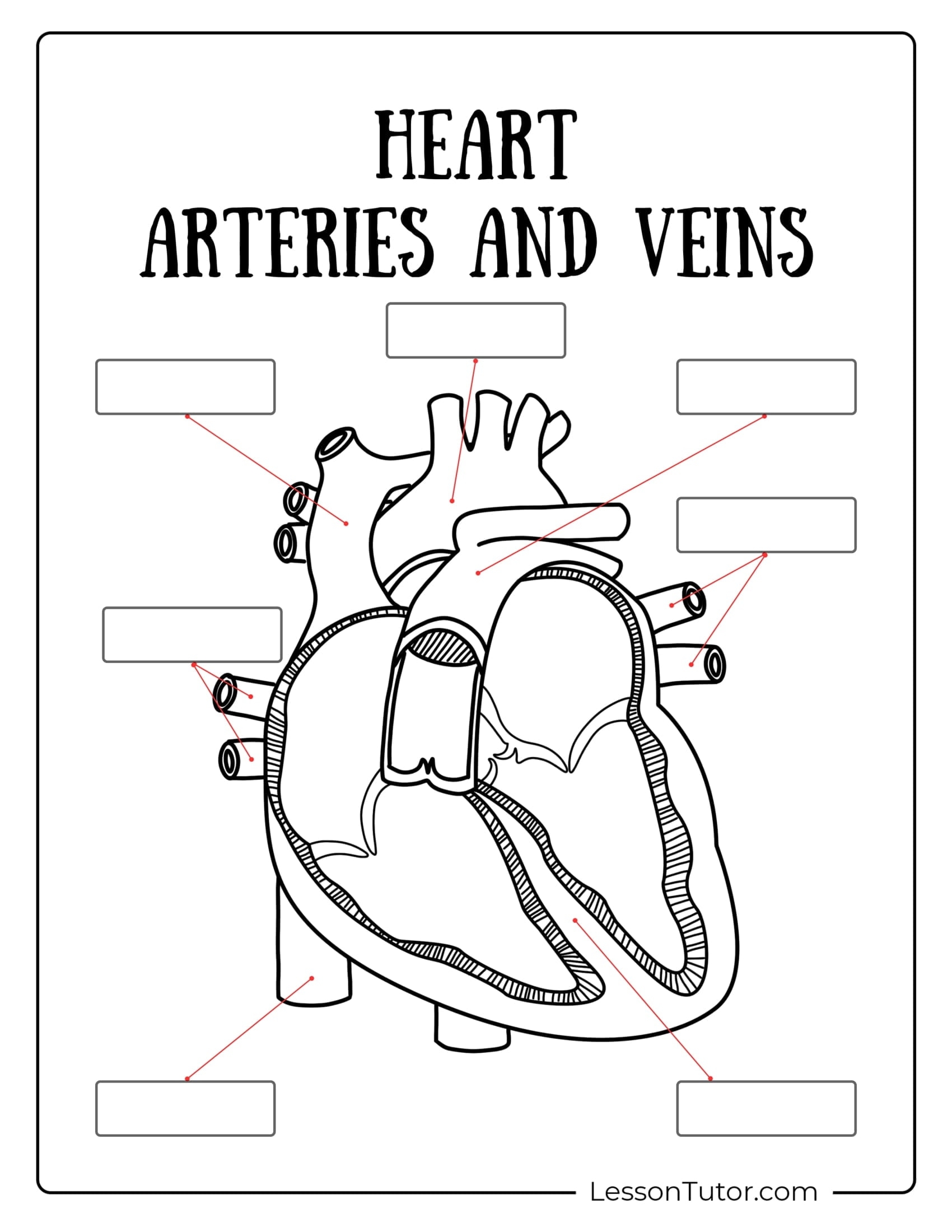 Circulatory System Worksheets Free Coloring Pages PDF 