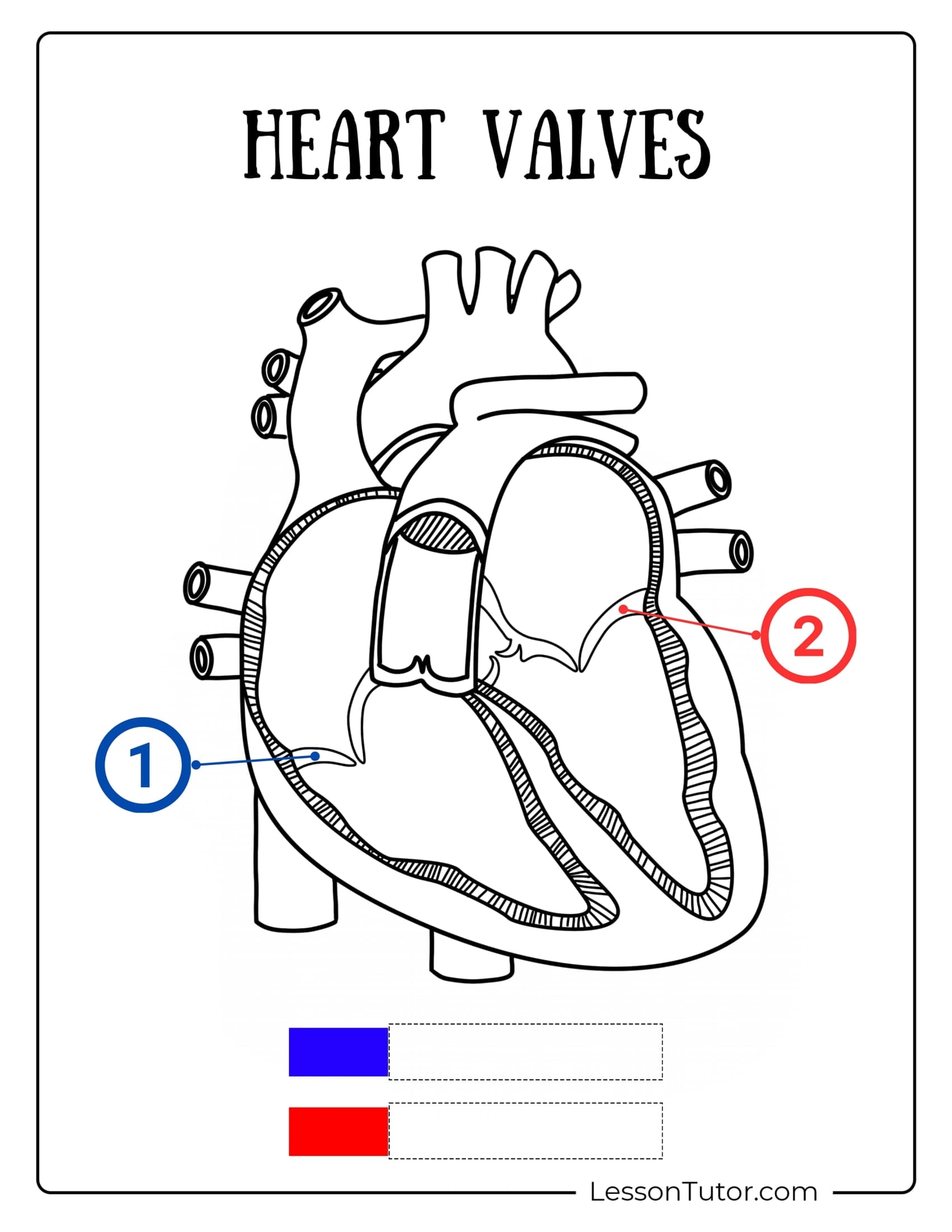 Printable Blank Heart Diagram