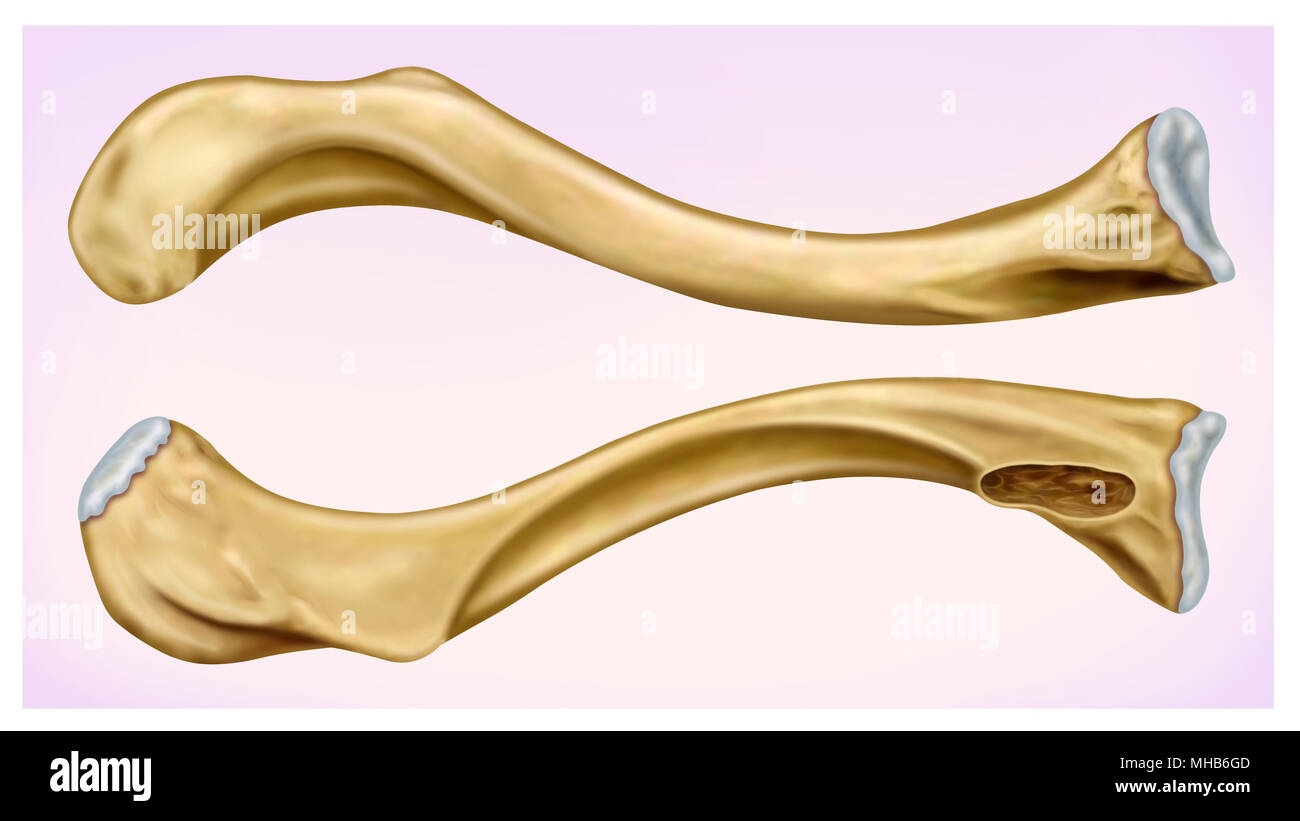 Printable Blank Anatomy Diagrams Clavicle