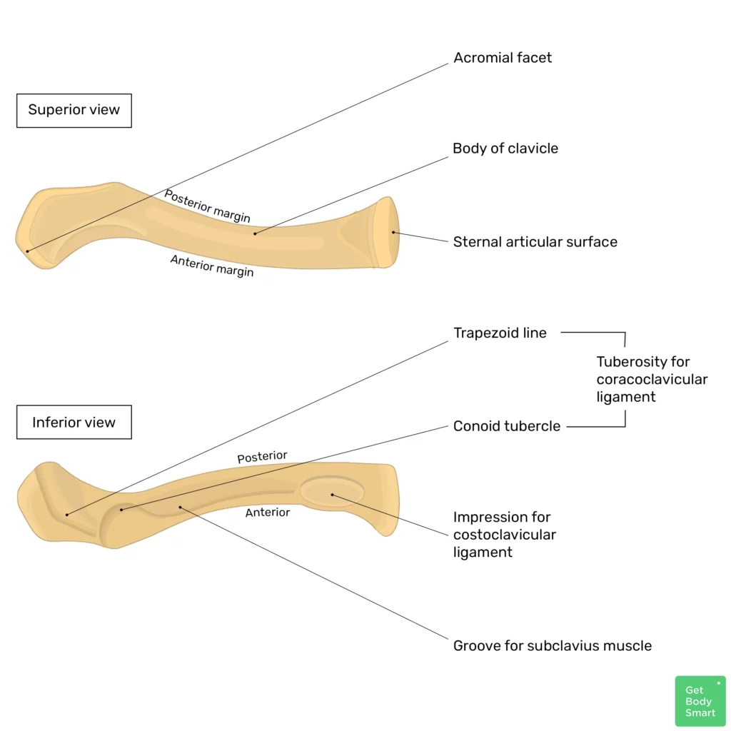 Clavicle Anatomy Diagram Quiz GetBodySmart