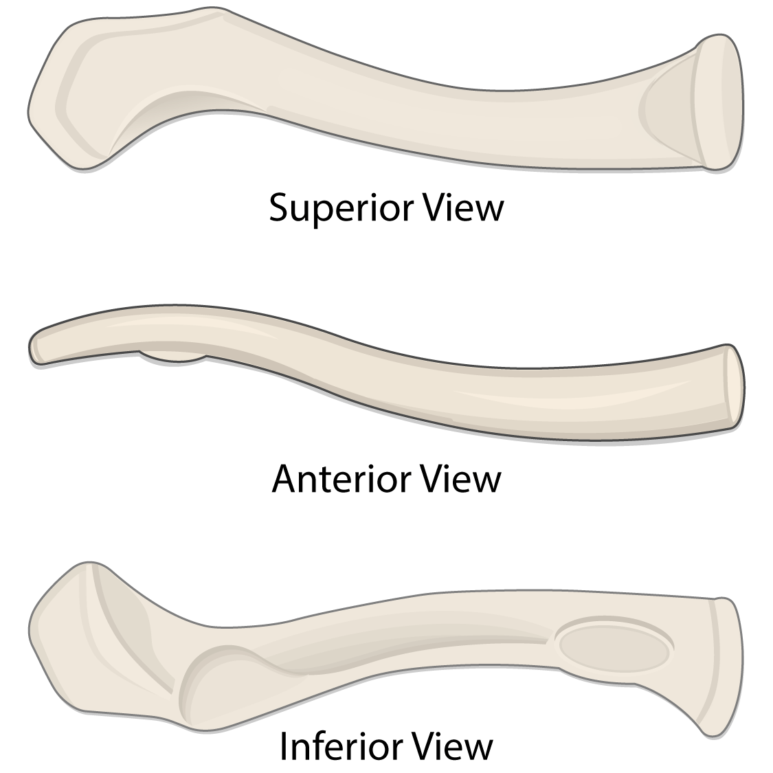 Clavicle Bone Anatomy Lesson Human Bio Media