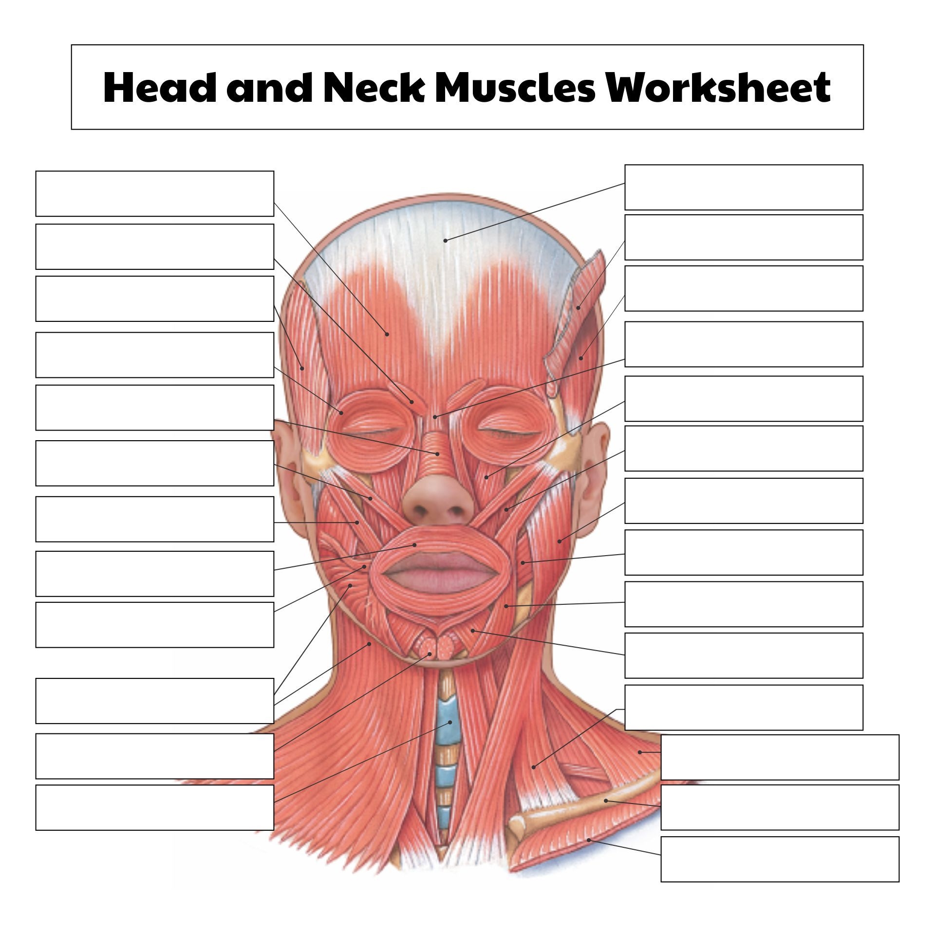 College Anatomy Worksheets Muscles 10 Free PDF Printables 