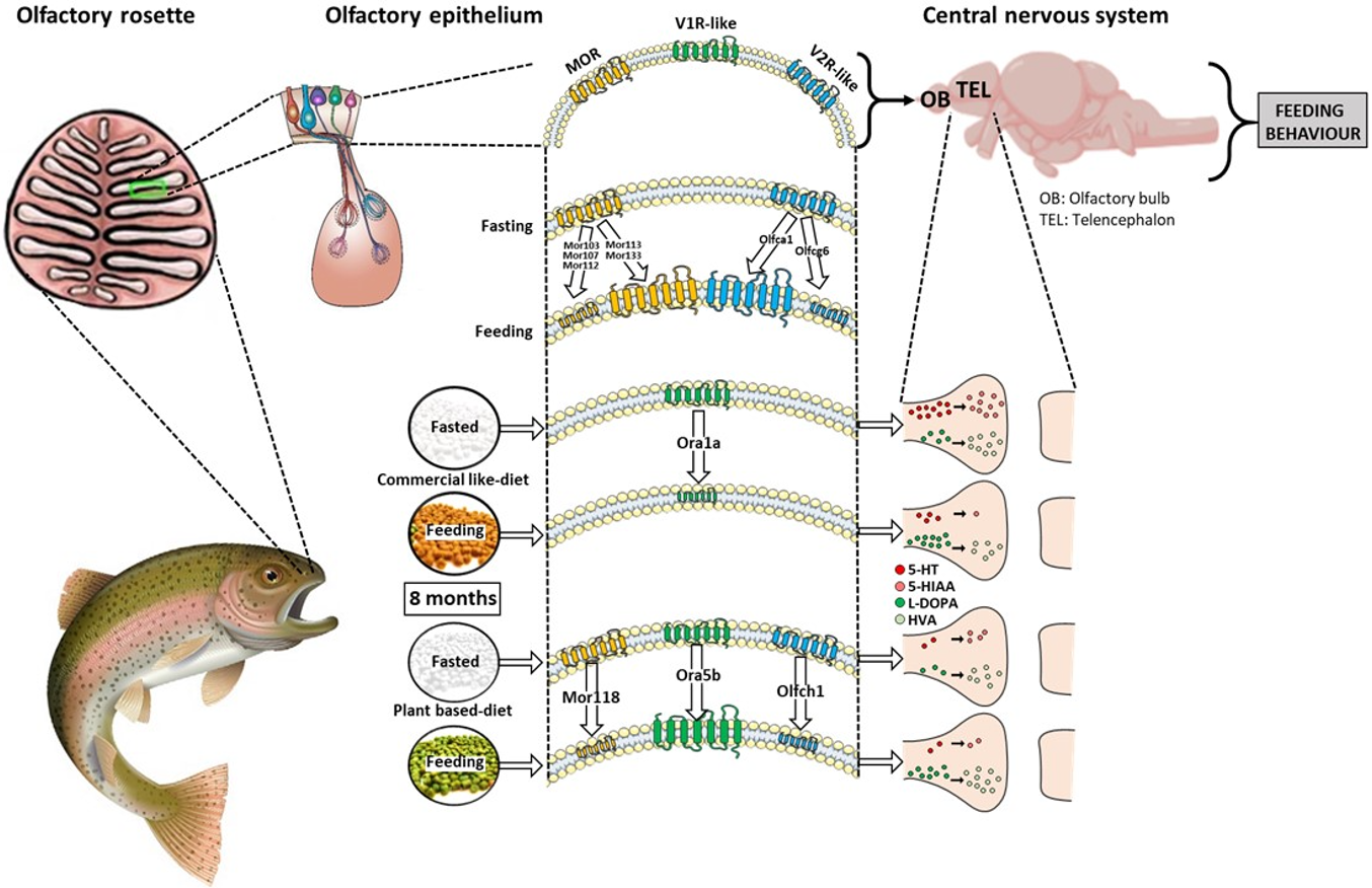 Trout Life Cycle Printable Blank