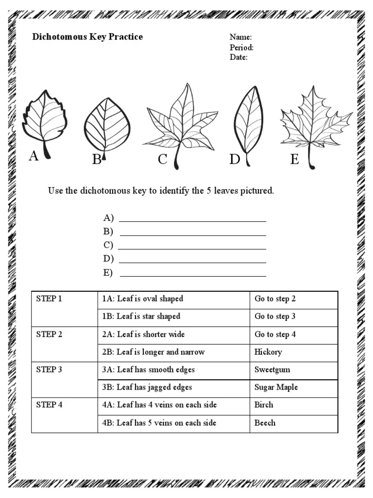 Dichotomous Key Practice Worksheets PDF Foreign Language Studies