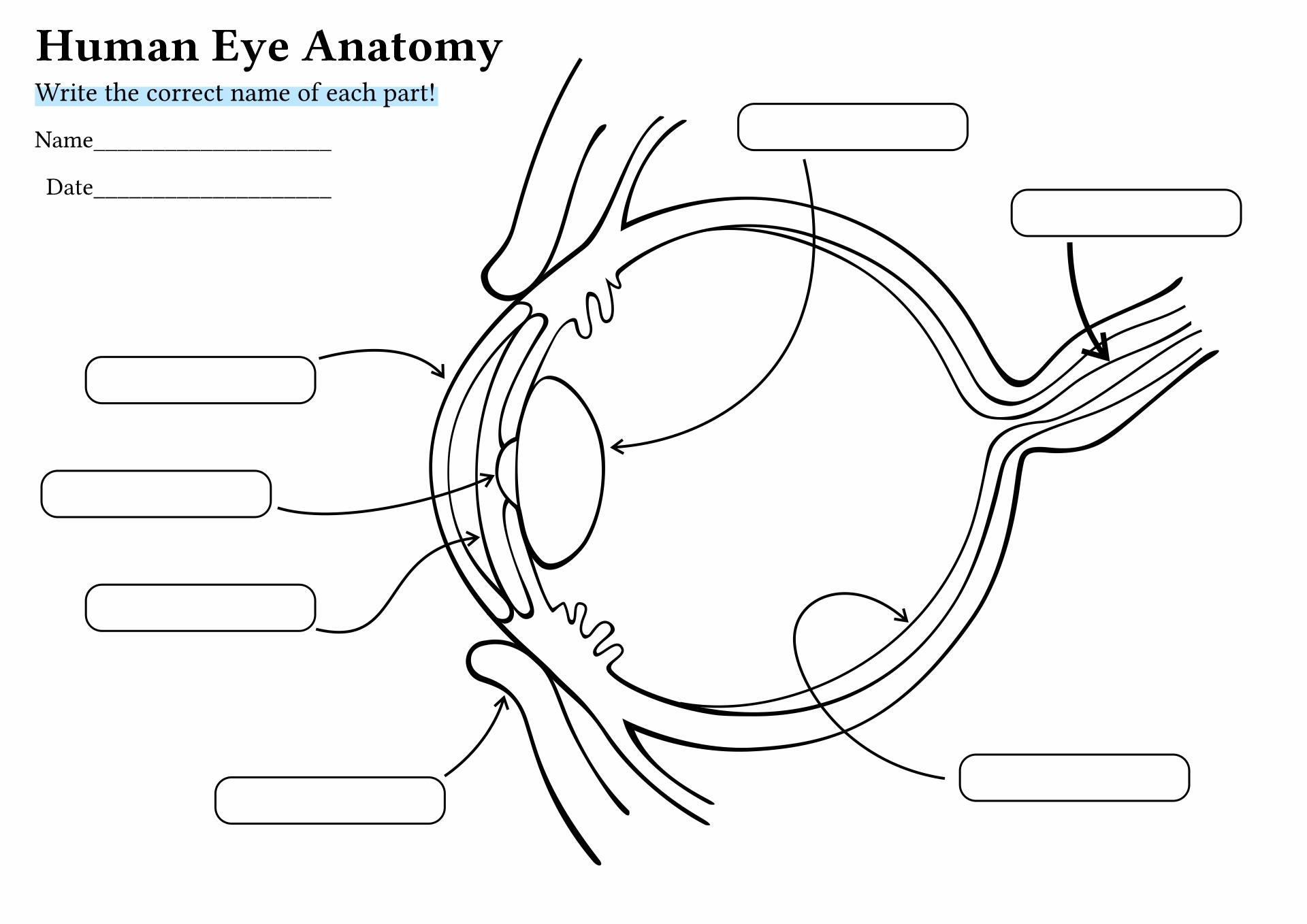 Ear Structure Blank Printable