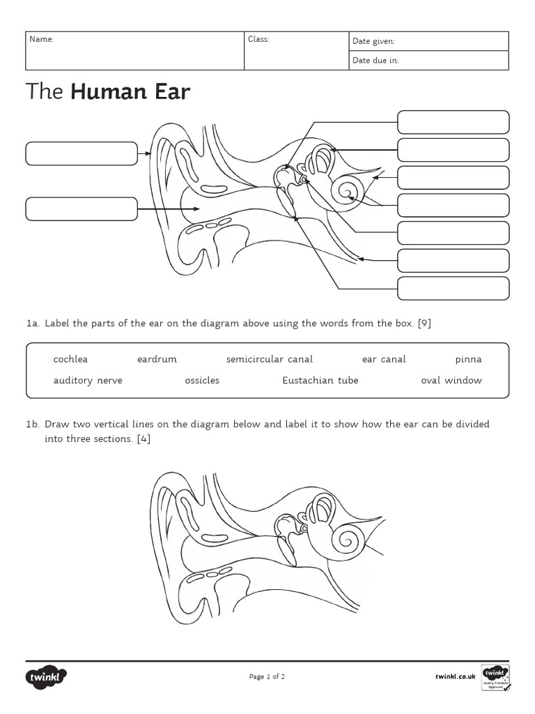 Ear Anatomy Worksheet Learn The Structure Of The Human Ear 