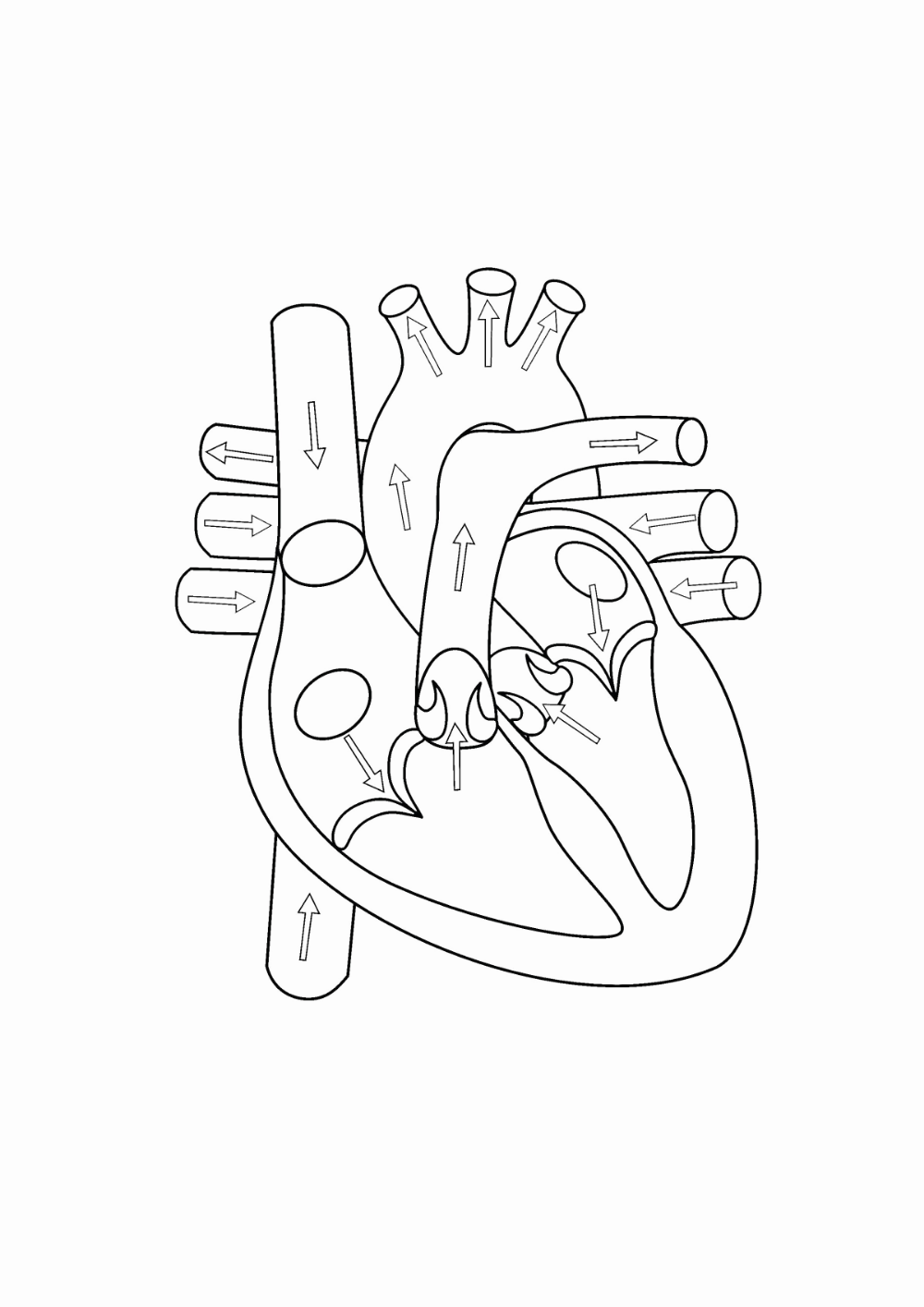Explore Collection Of Heart Diagram Drawing