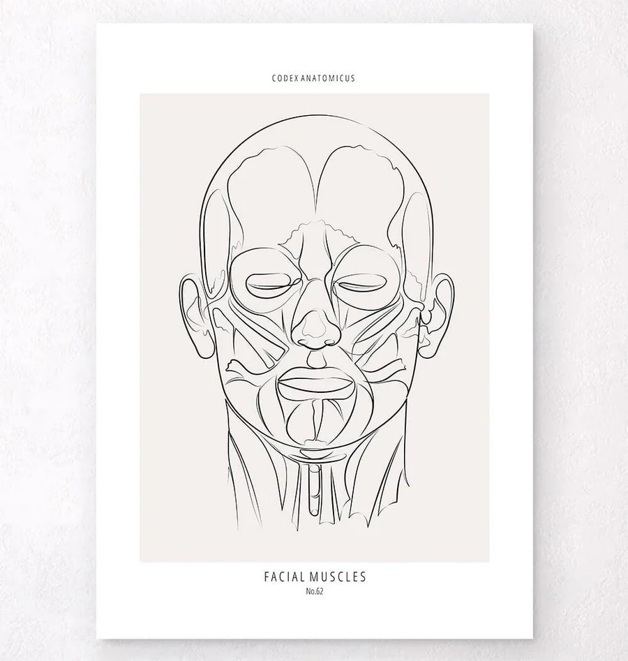 Face Muscles Line Art Print Codex Anatomicus