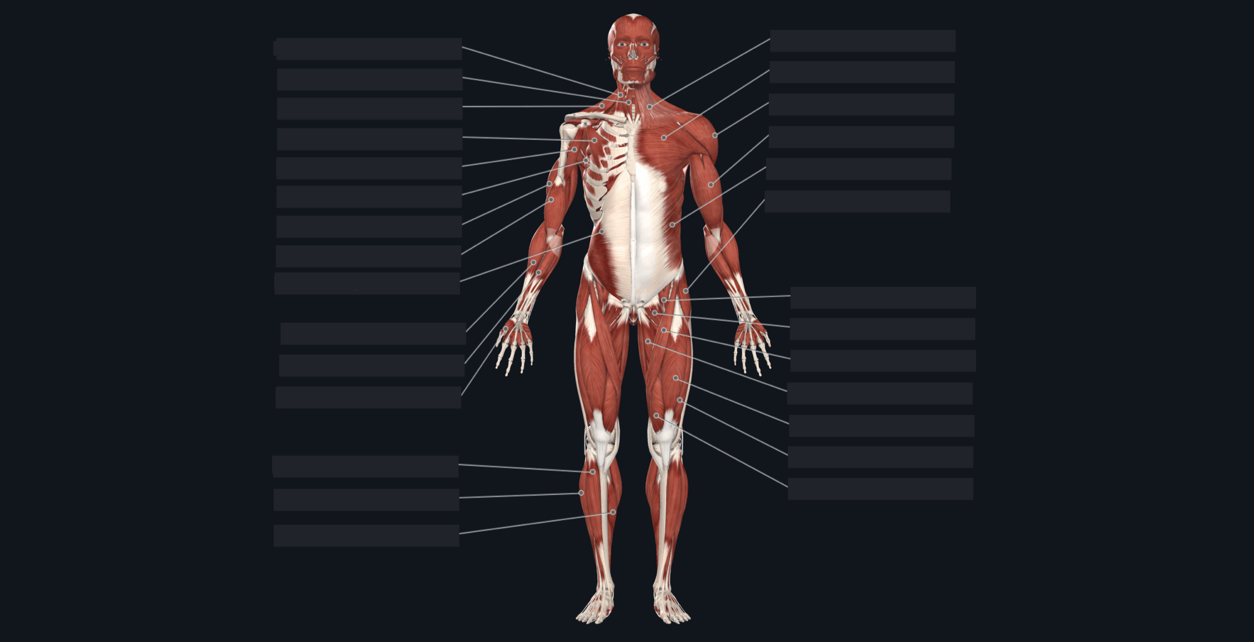 Flashcard Muscles Anterior View