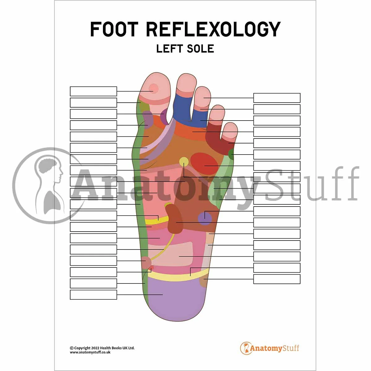 Foot Reflexology Poster Worksheet Interactive amp Printable PDF 
