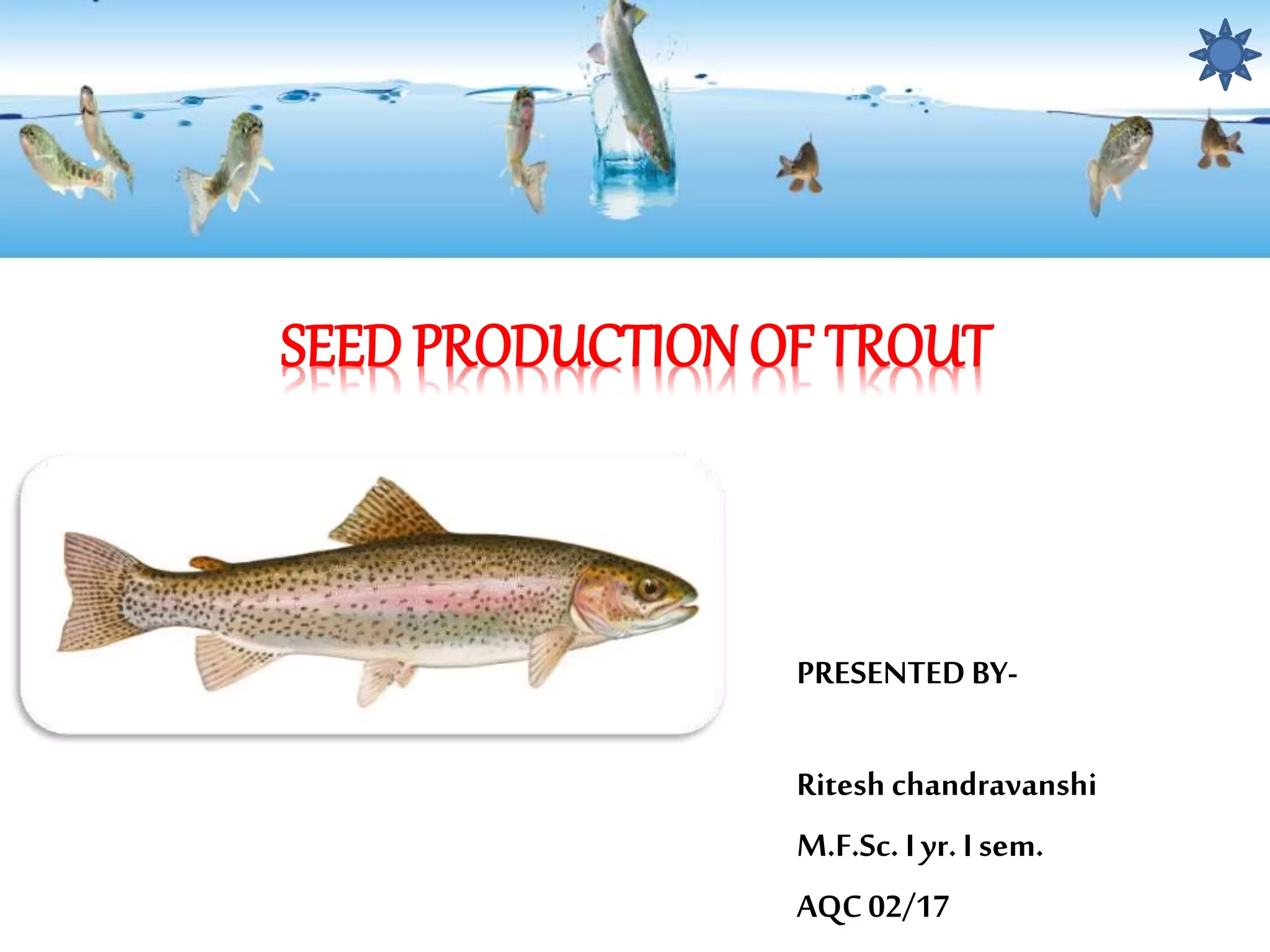 Hatchery Management Of Trout amp Present Status In India ritesh PPTX