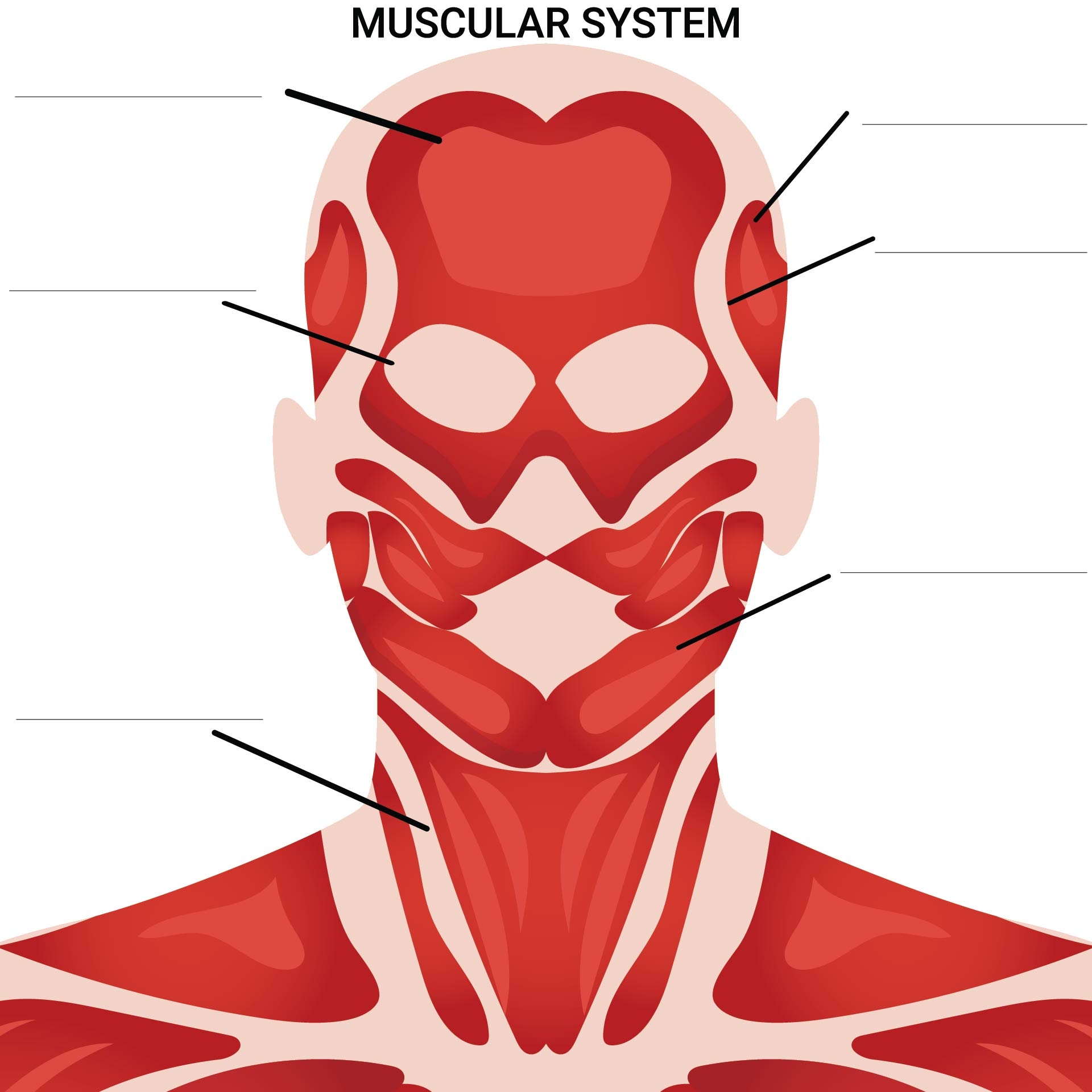 Head amp Neck Muscles Anatomy amp Function Worksheet