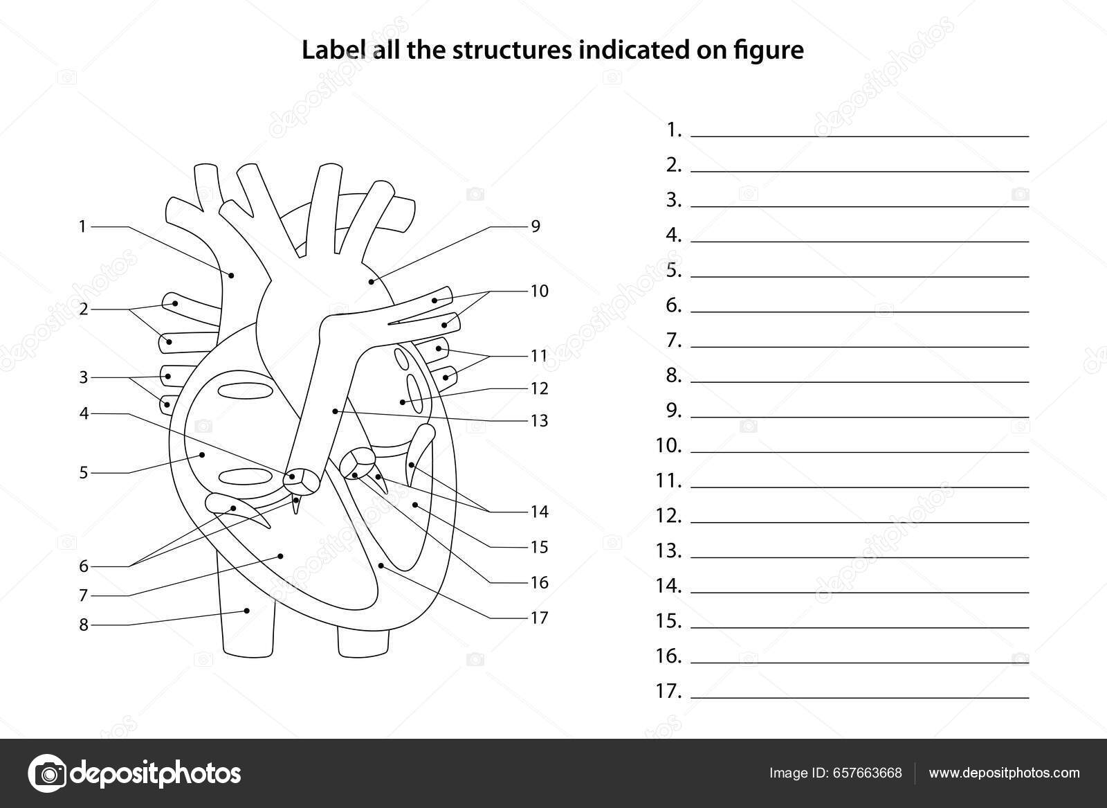 Human Anatomy Worksheet Label All Structures Indicated Figure 
