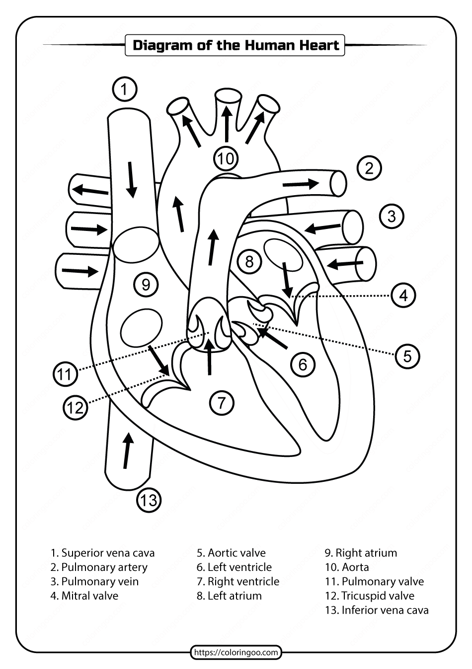 Human Body Worksheets For First Grade Google Search Biology 