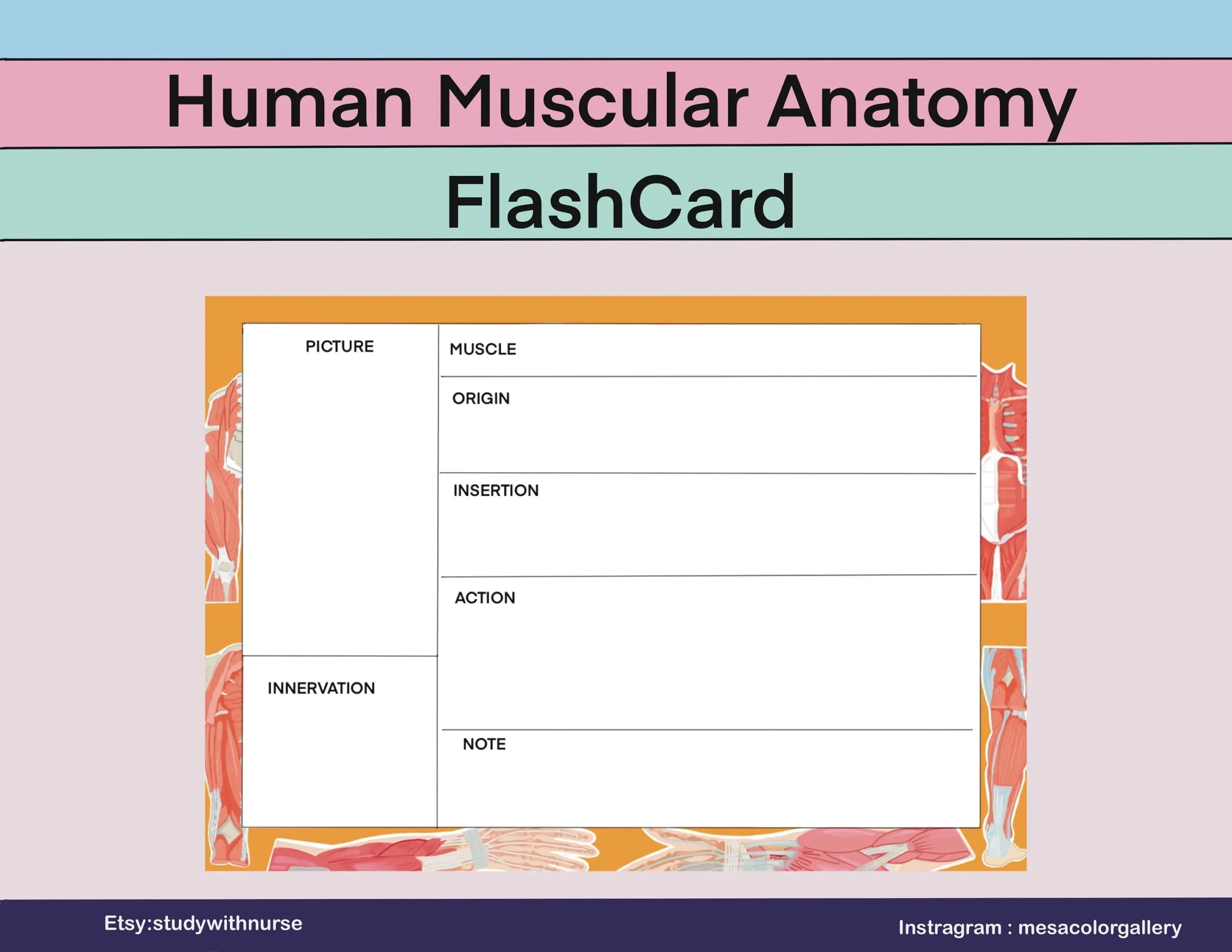 Printable Blank Muscle Flashcards