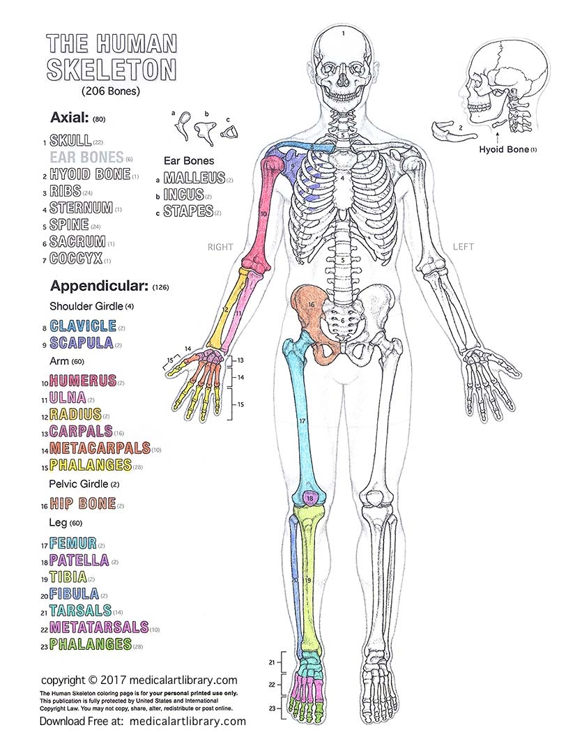Blank Printable Axial Skeleton