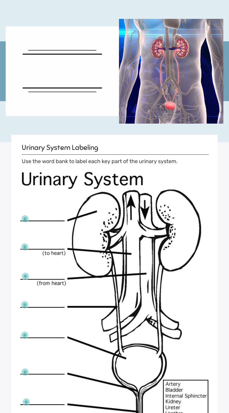 Printable Renal System Diagram Blank