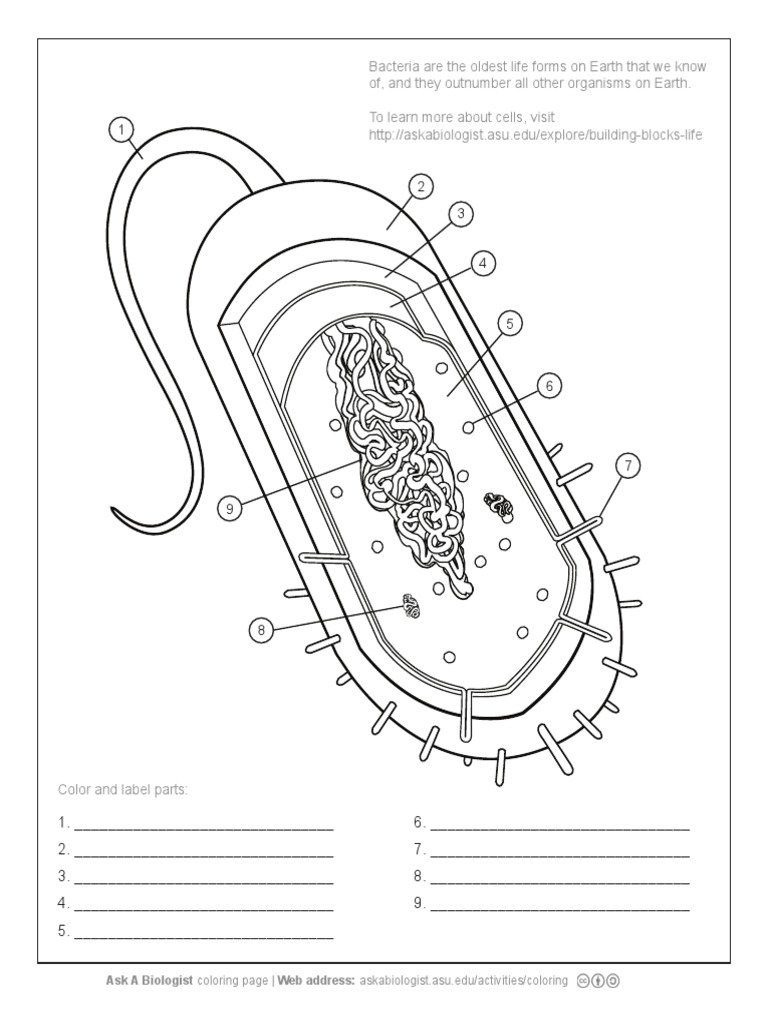 Label A Bacteria Cell And Learn About Prokaryotes Worksheets Library