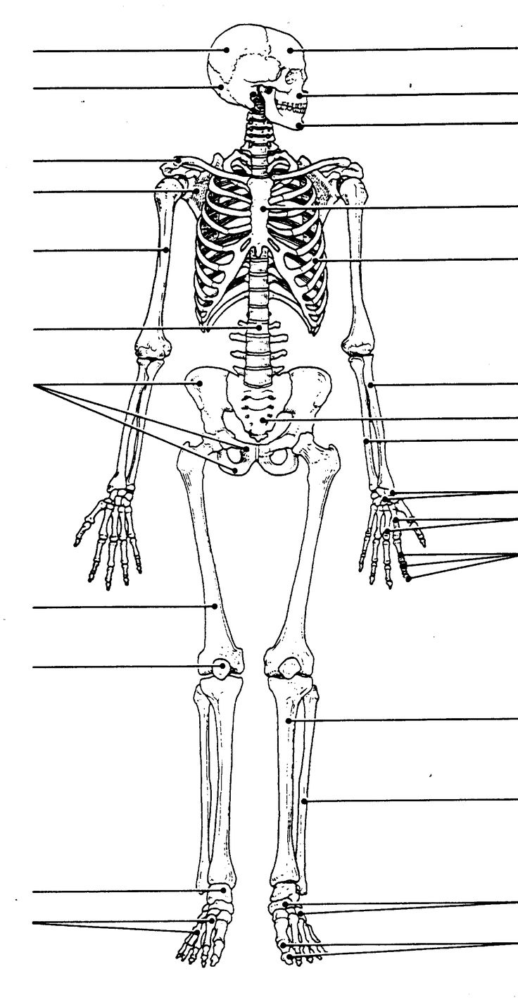 Printable Blank Human Skeleton