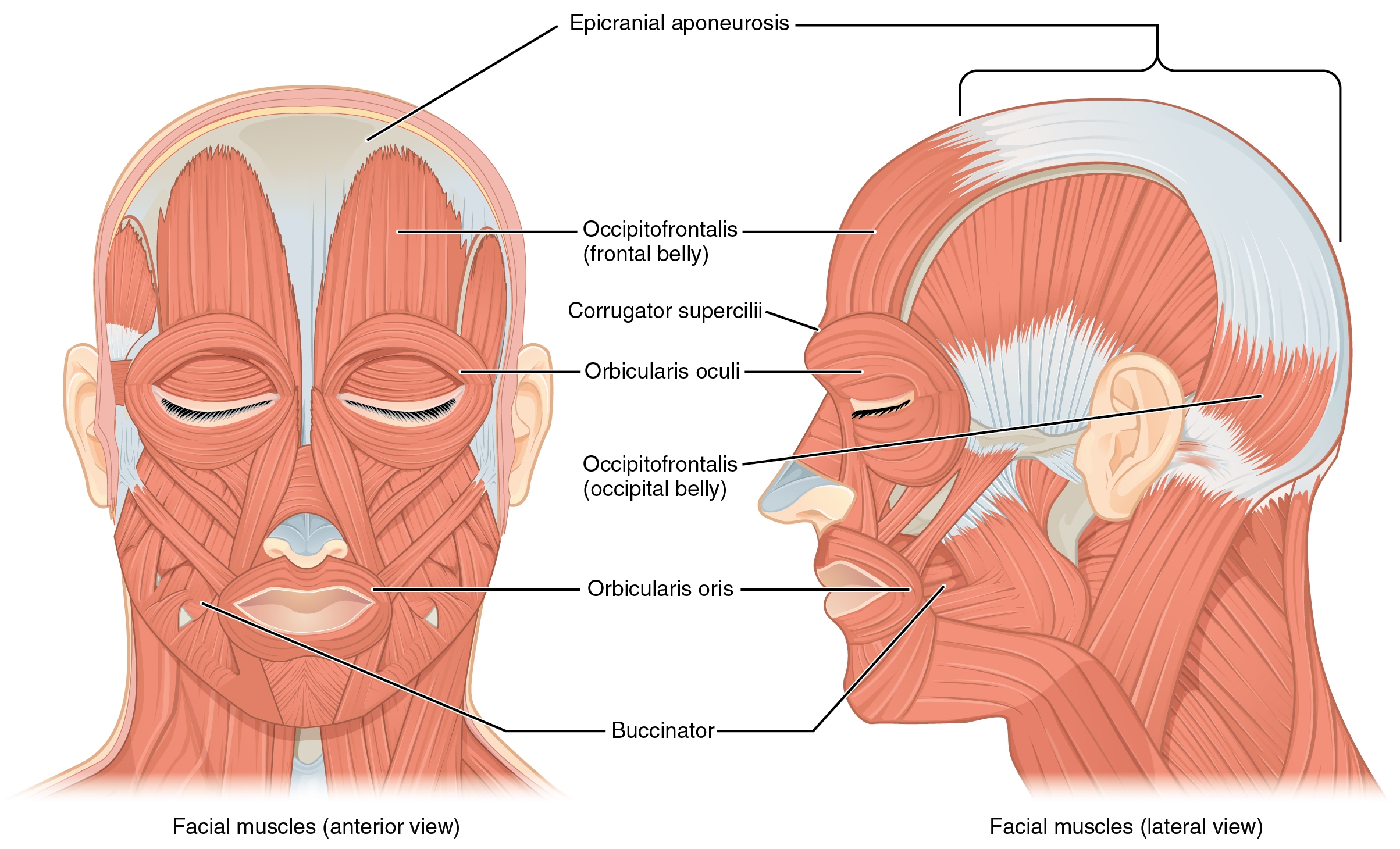 Head Muscles Printable Diagram Blank