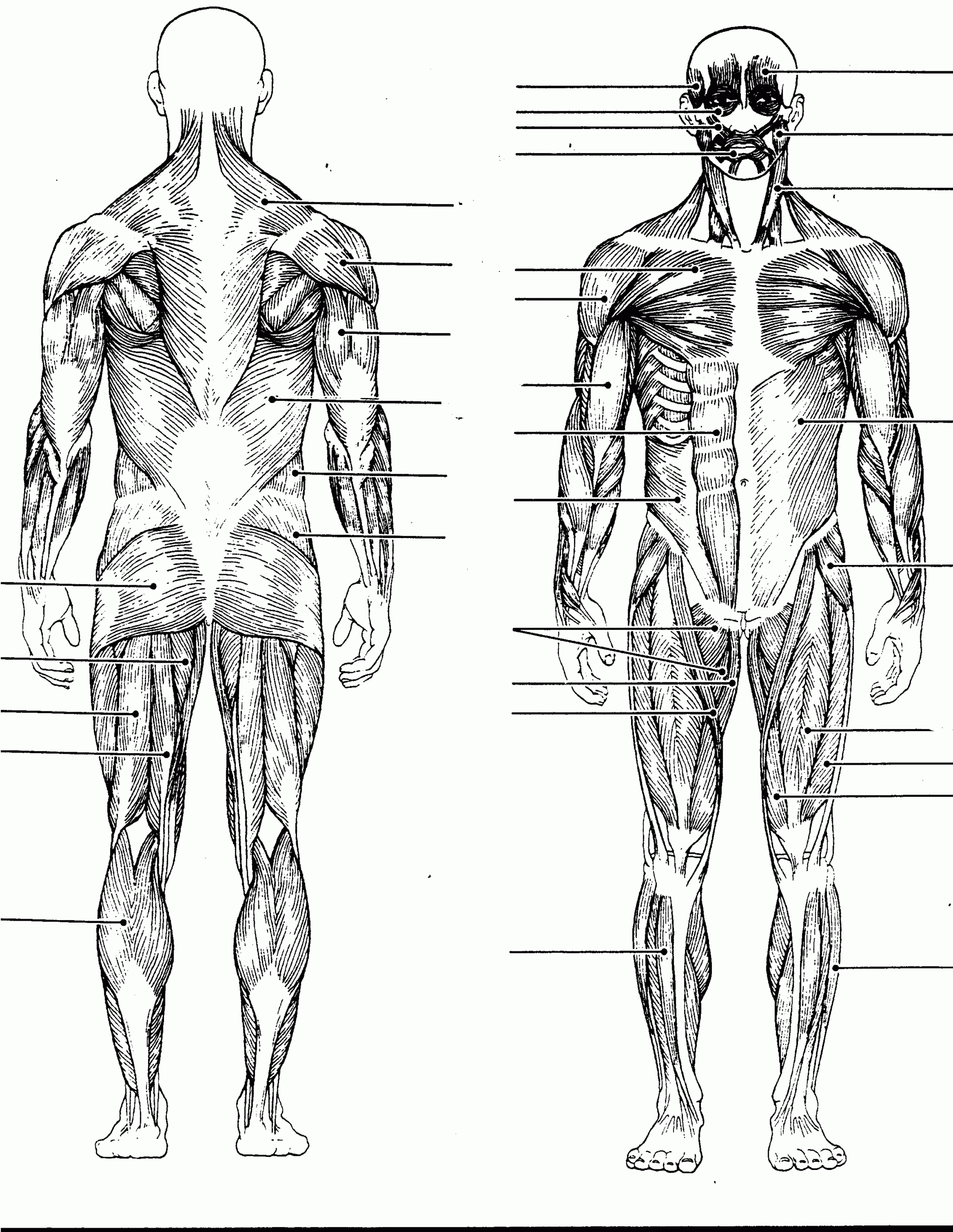 Muscle Diagram Black And White