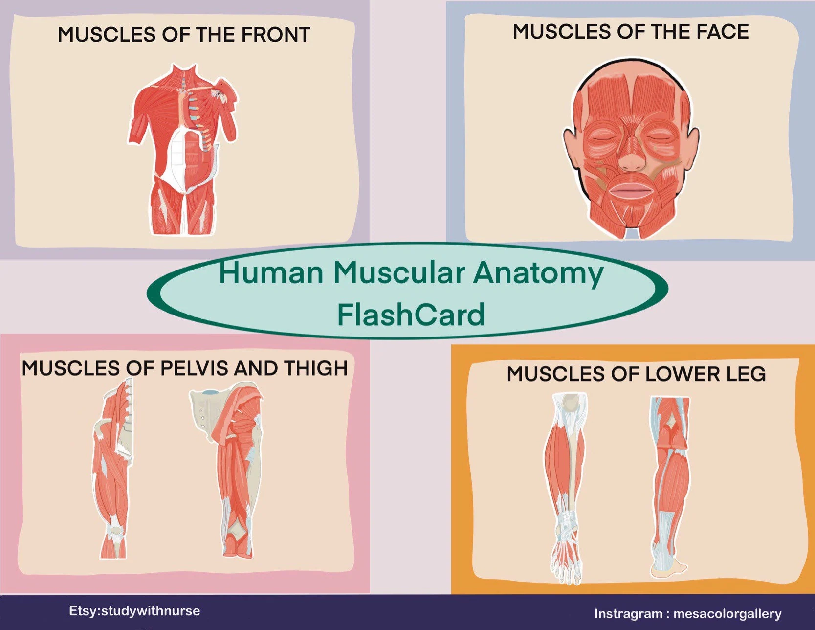 Muscles Anatomy Flashcard Study Guide digital File Origin 