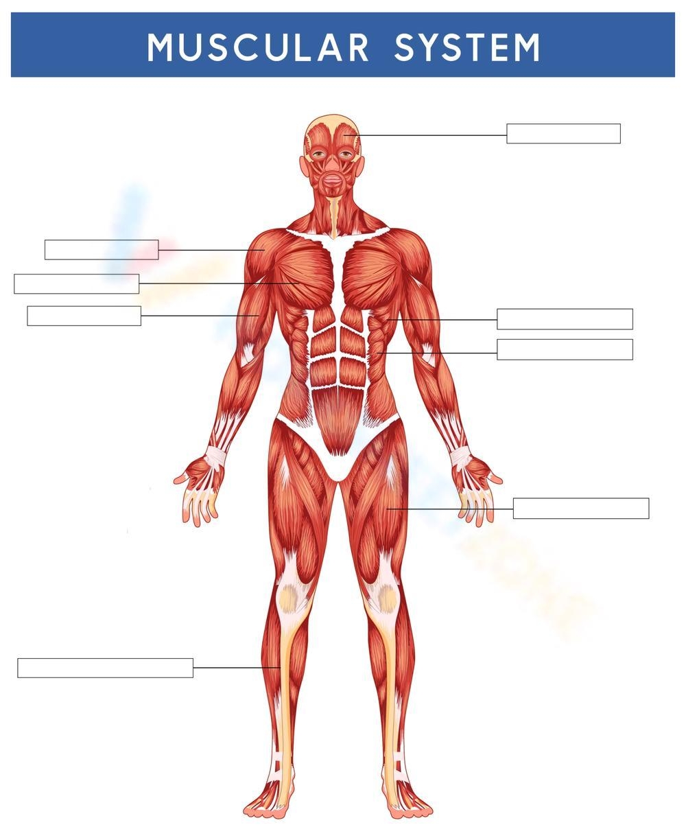 Muscular System Diagram amp Labeling Activity Worksheet