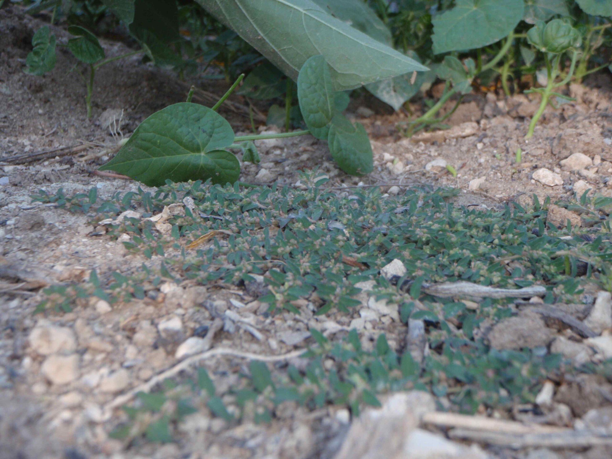 My Backyard Weeds Prostrate Spurge