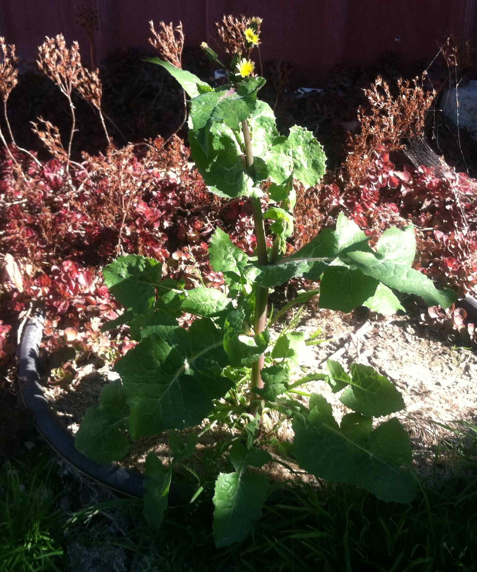 My Backyard Weeds Smooth Sow Thistle