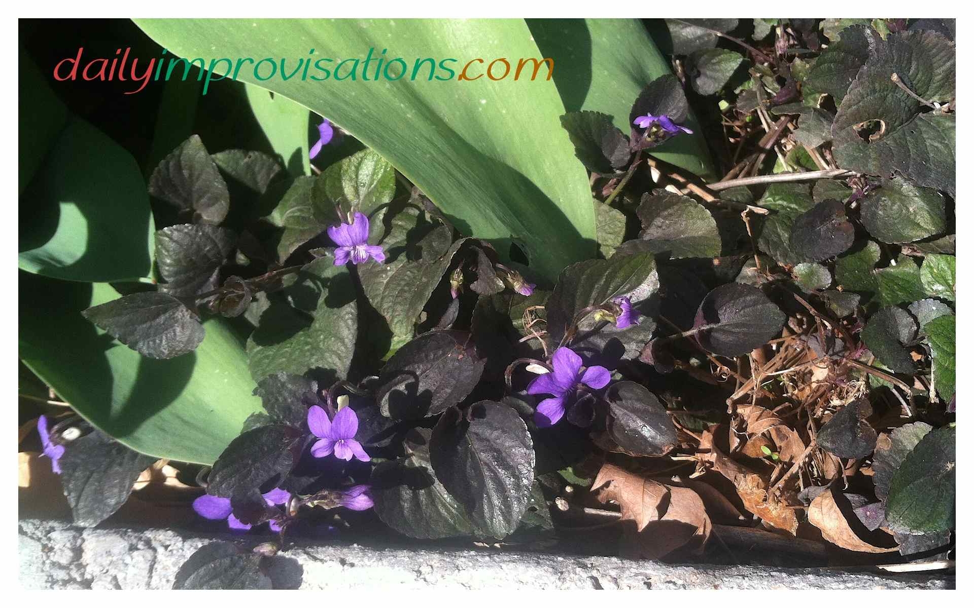 My Categories Of Invasive Or Easy To Grow Plants In My Idaho Garden